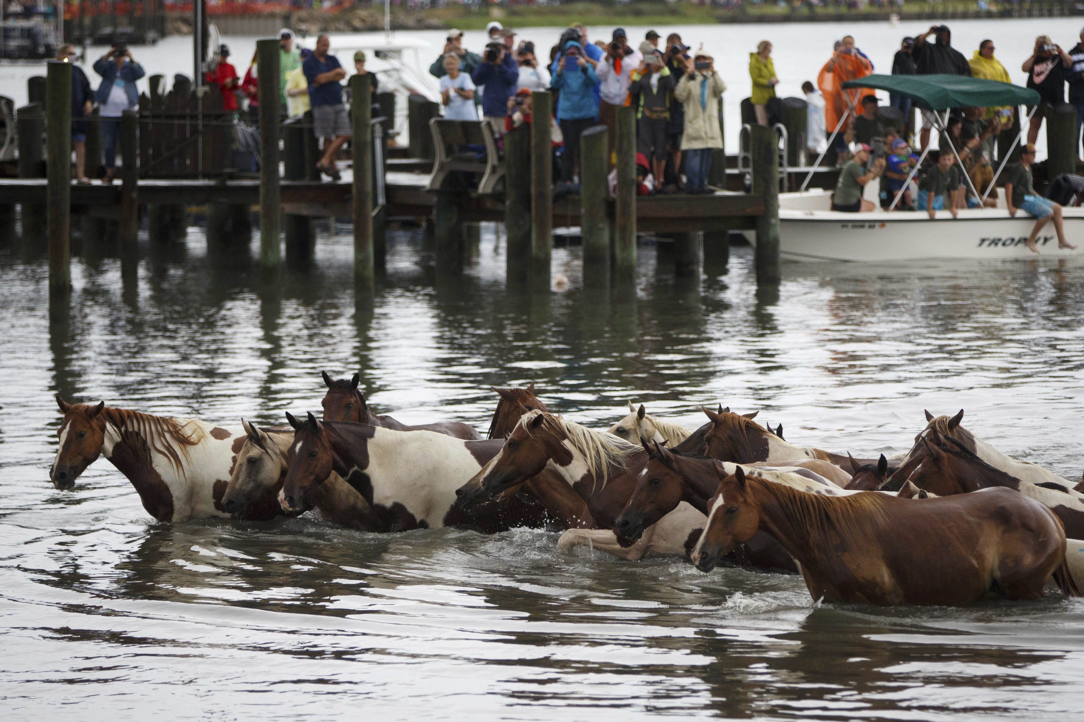 Thousands cheer swimming ponies in Chincoteague, Virginia