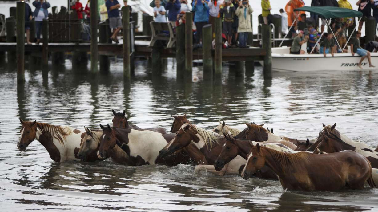 Thousands cheer swimming ponies in Chincoteague, Virginia