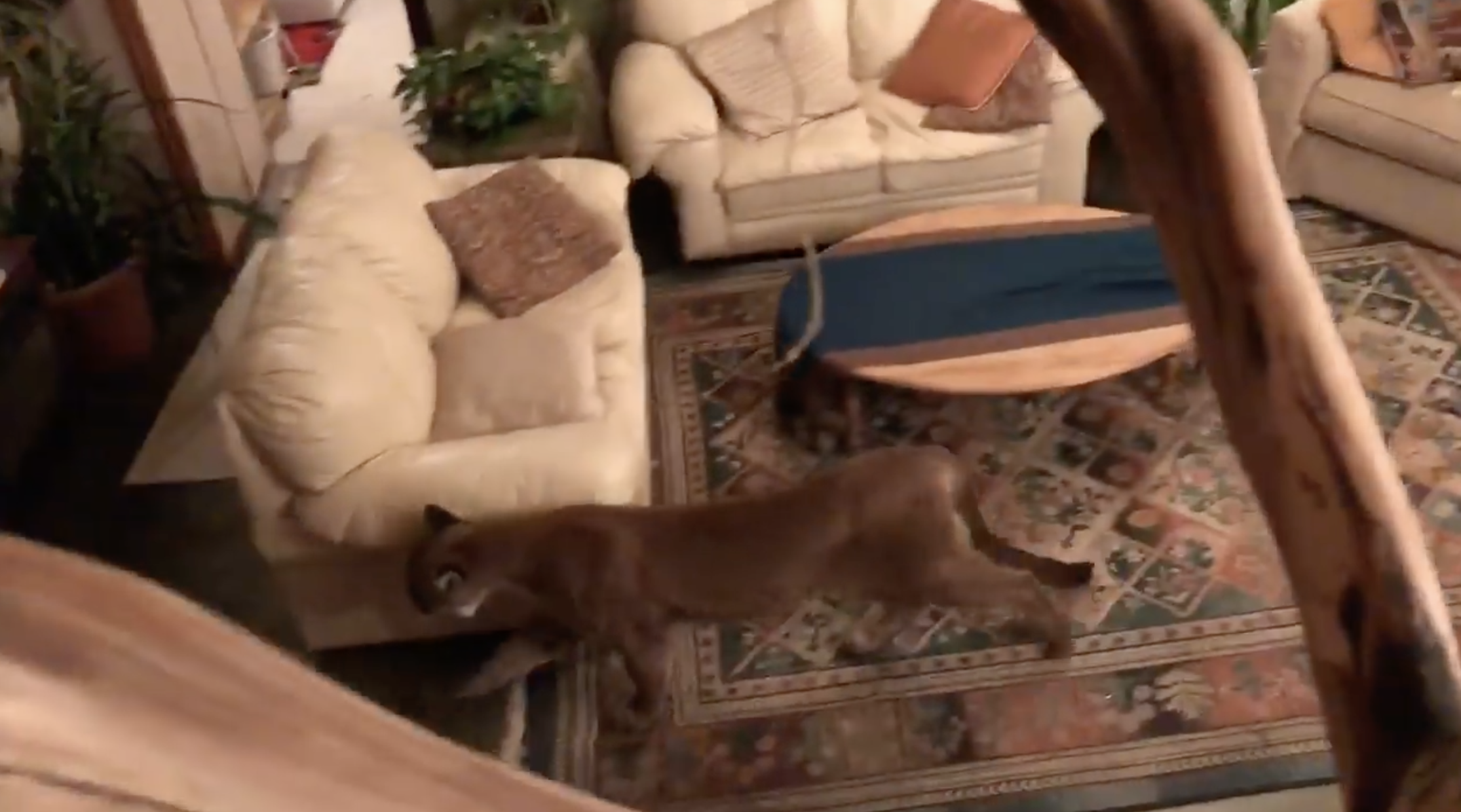 Video shows woman's bizarre encounter with cougar in her home