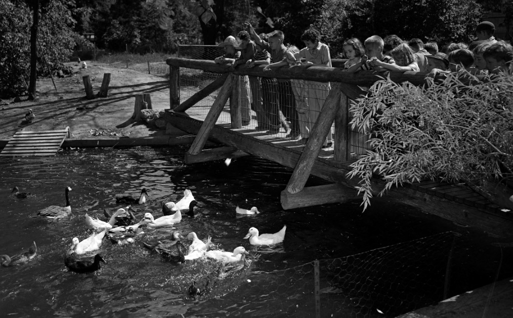 Kids feed ducks and geese at a pond in Tracy Aviary in May 1941. The aviary opened in 1938. (Photo: Utah State History)