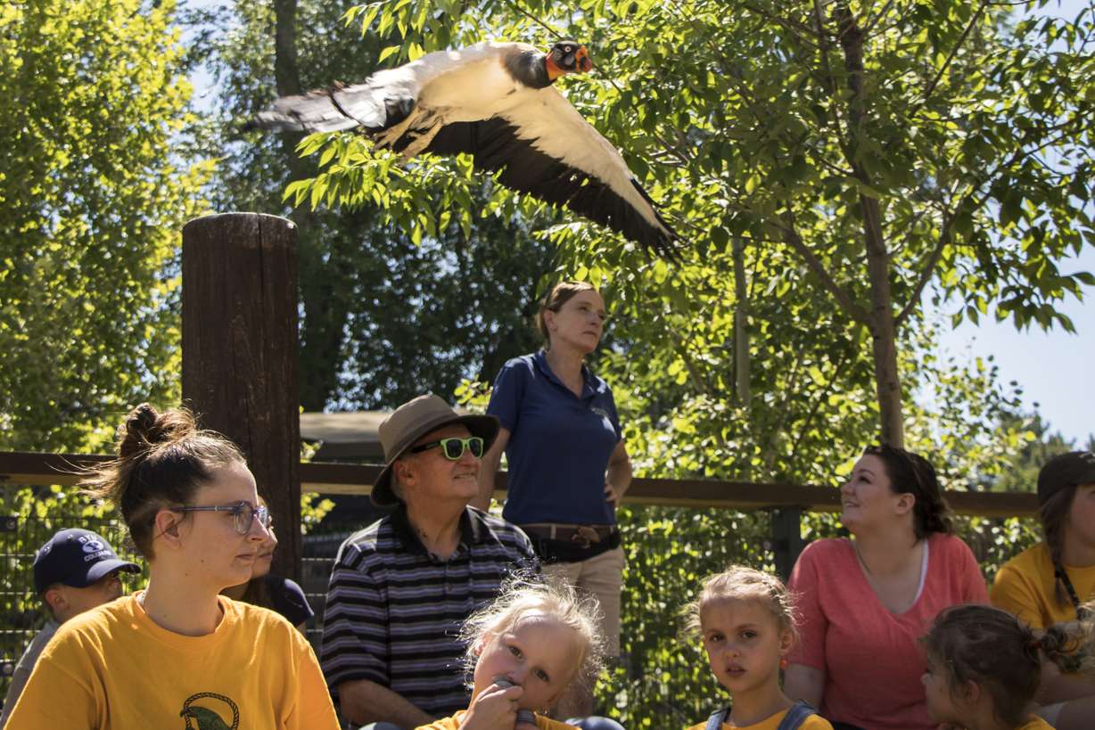 A king vulture flies over an audience during a Tracy Aviary bird show on Friday, July 6, 2018. The Tracy Aviary is celebrating 80 years in 2018. (Photo: Carter Williams, KSL.com)