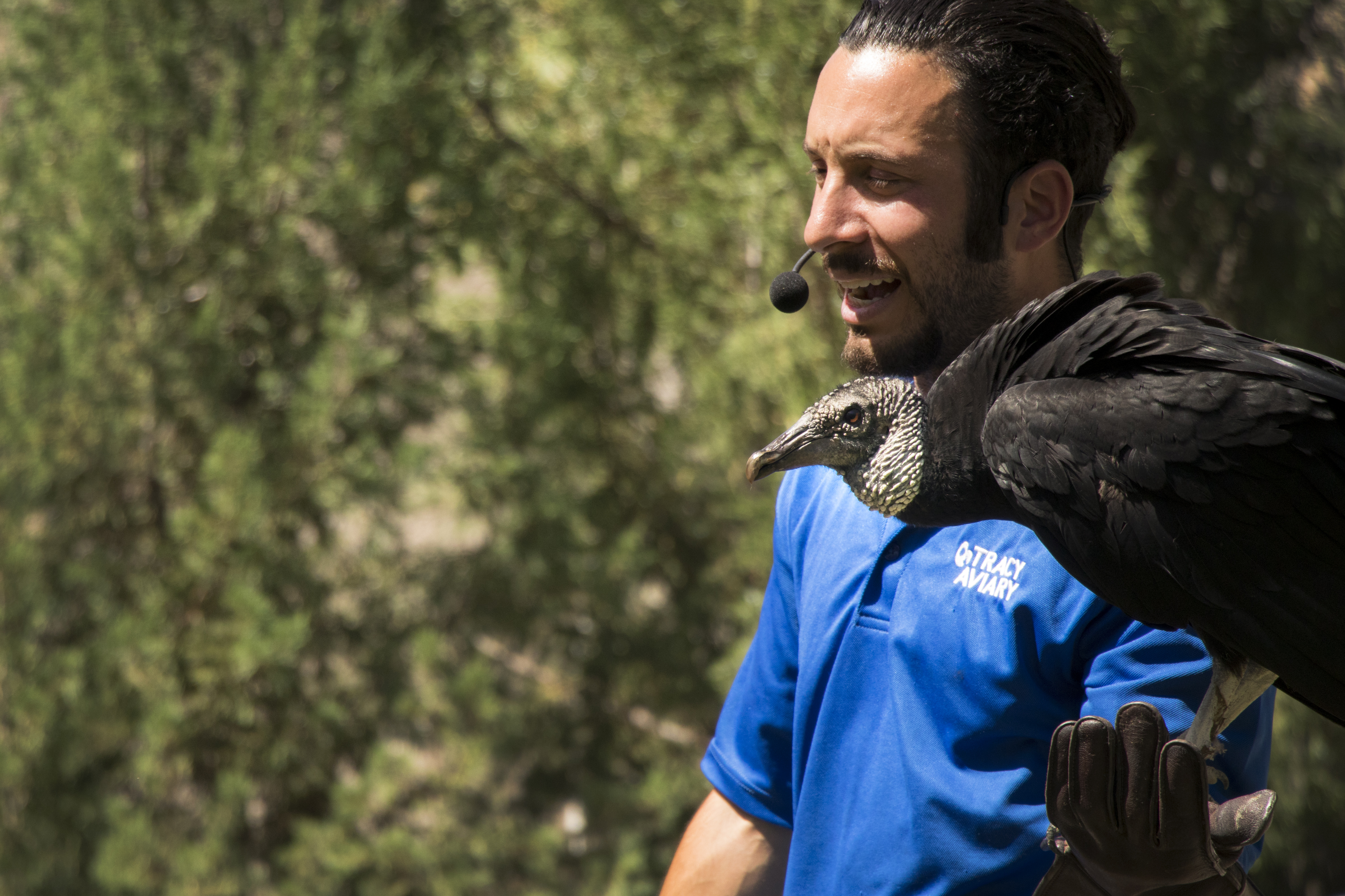 An employee holds a black vulture during a Tracy Aviary bird show on Friday, July 6, 2018. The Tracy Aviary is celebrating 80 years in 2018. (Photo: Carter Williams, KSL.com)