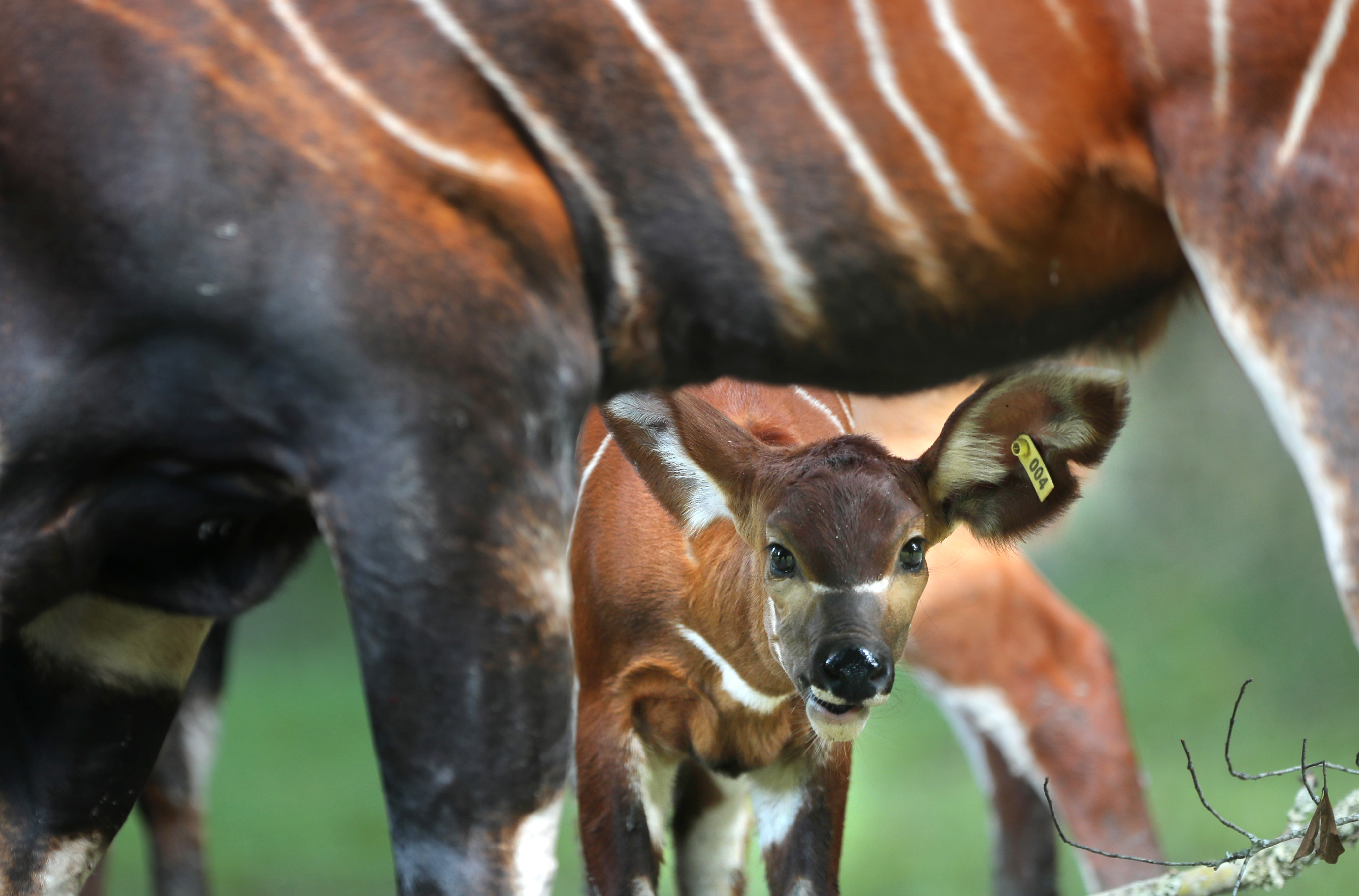 It's a girl, girl, boy, girl! Baby boom at zoo partnership