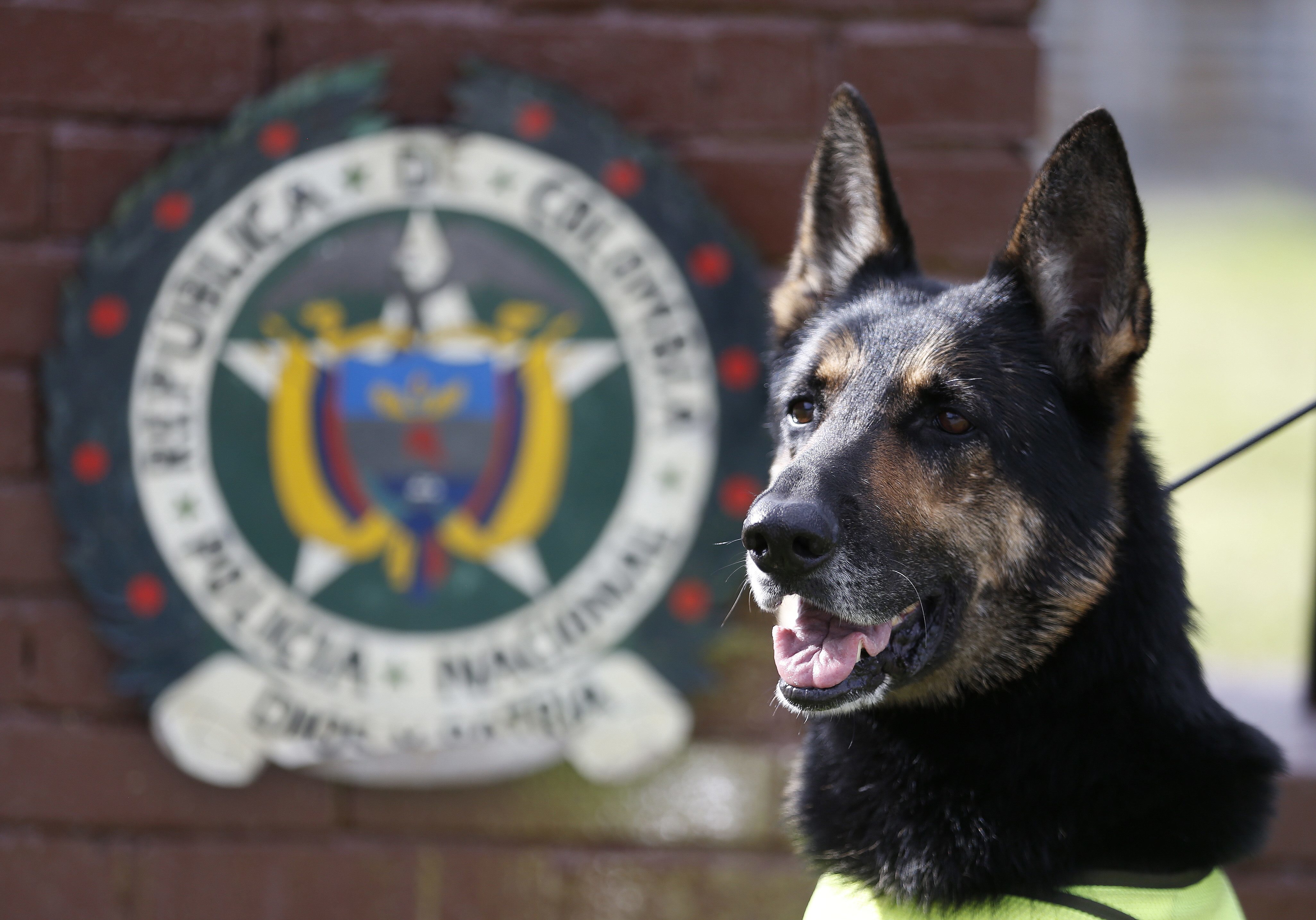 Extraordinary drug dog worries Colombian cartel