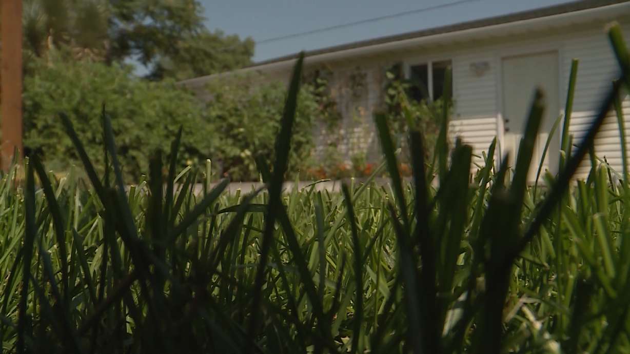 Cities back off perfectly green lawns in low-water summer