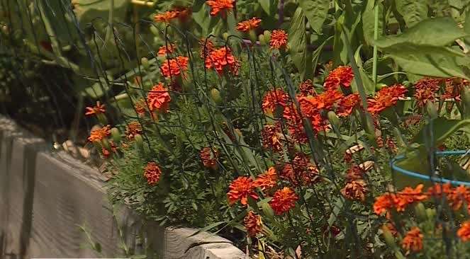 Jupiter's beard. Photo: KSL TV