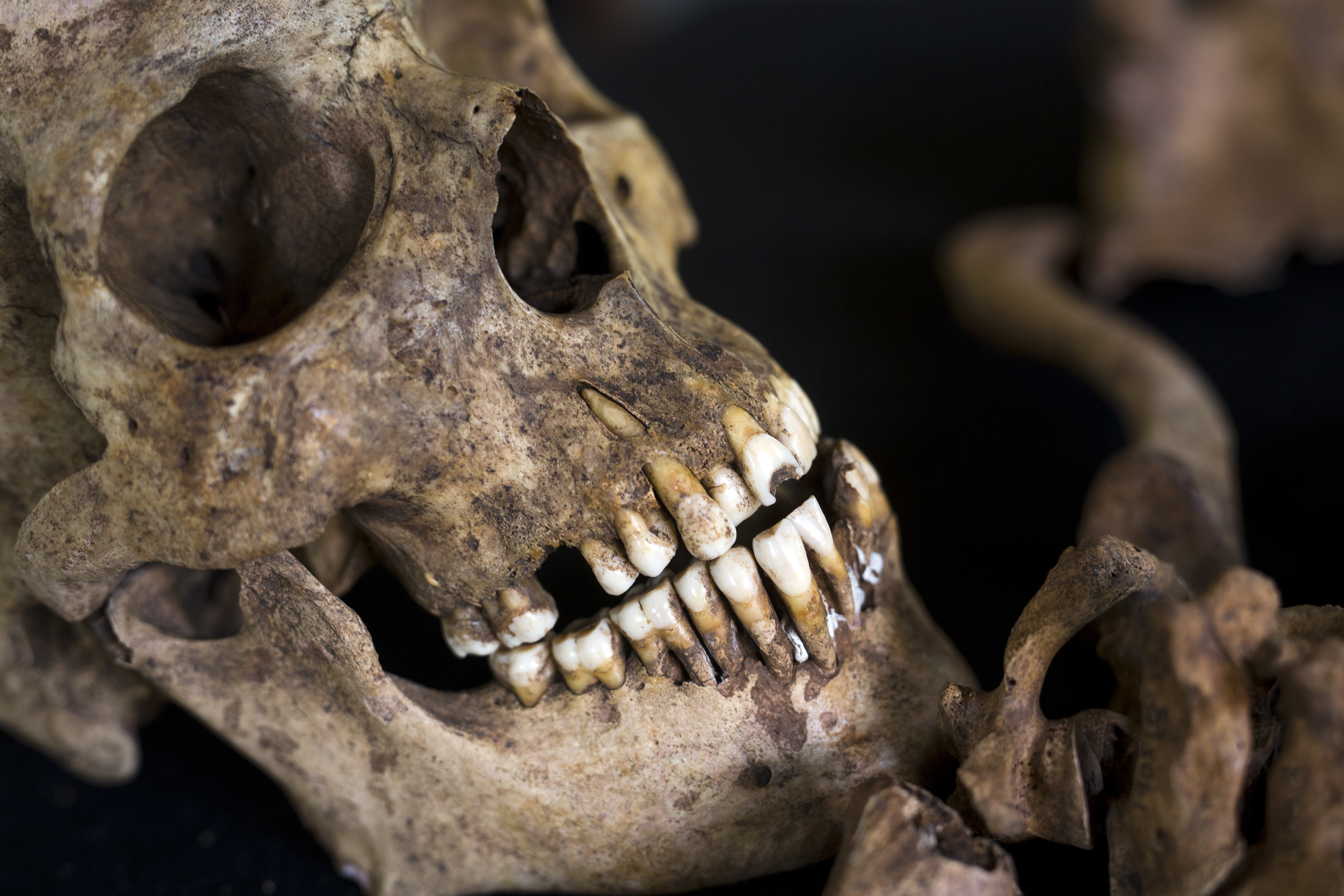 Zimbabwe's Matabeleland massacre haunts Monday's elections