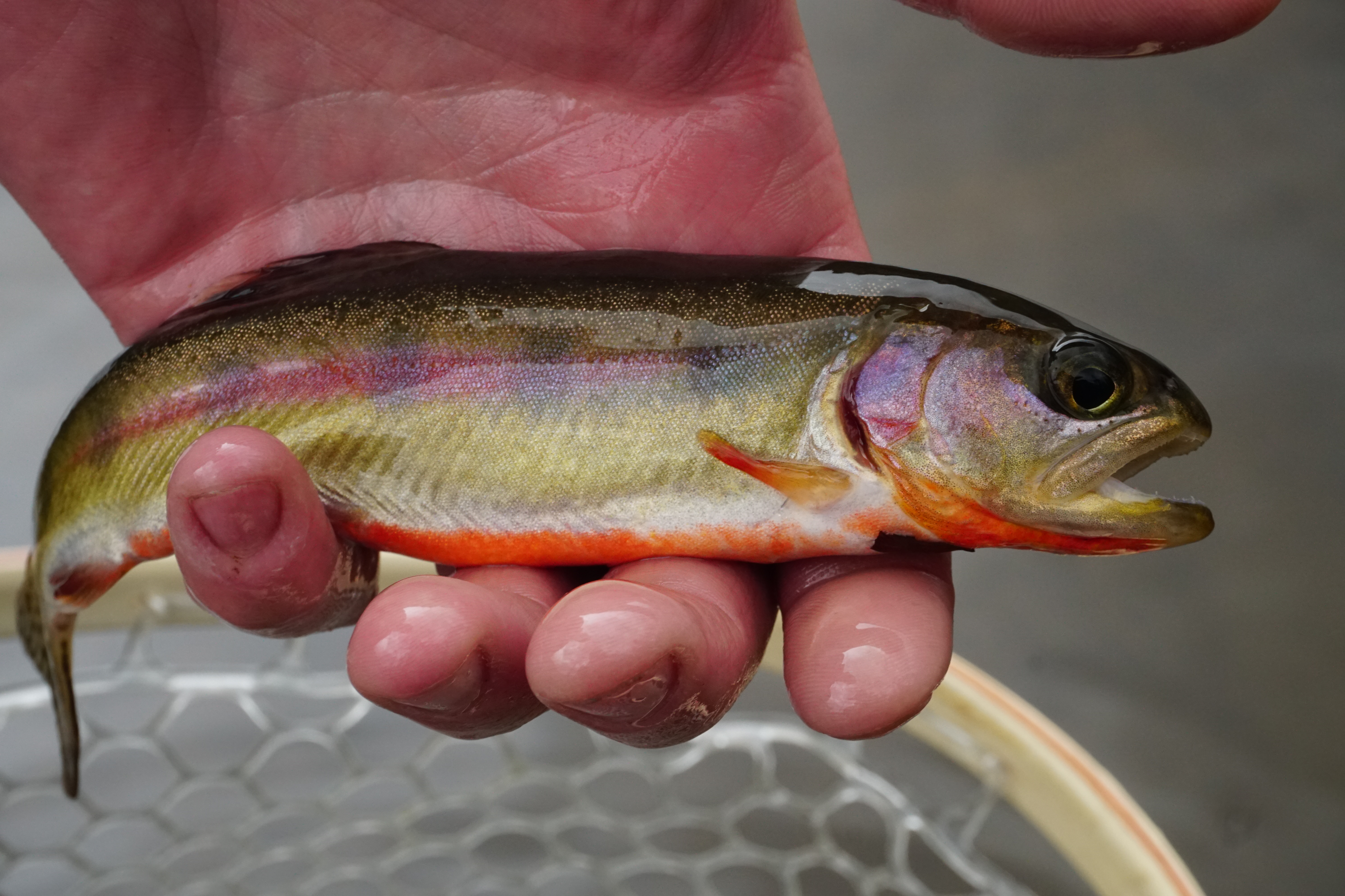 Tips for finding, catching the rare golden trout in Utah