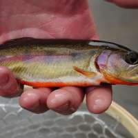 Tips for finding, catching the rare golden trout in Utah