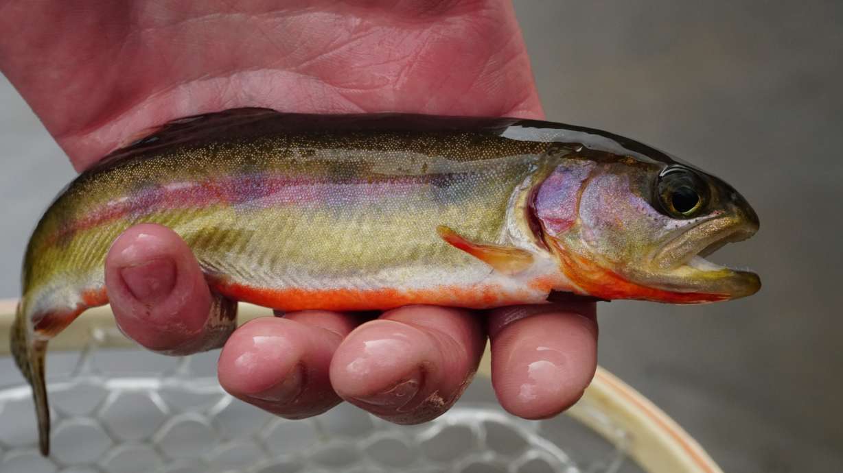 Tips for finding, catching the rare golden trout in Utah