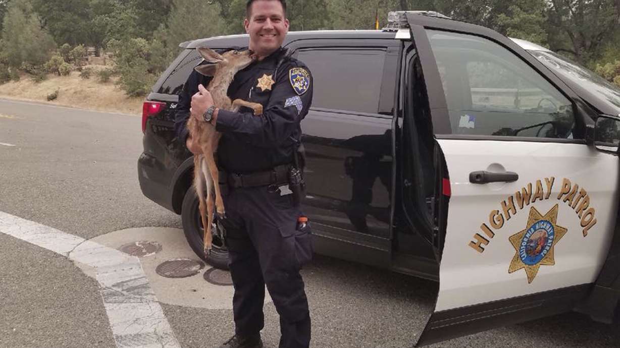 Highway Patrol officer rescues fawn from California wildfire
