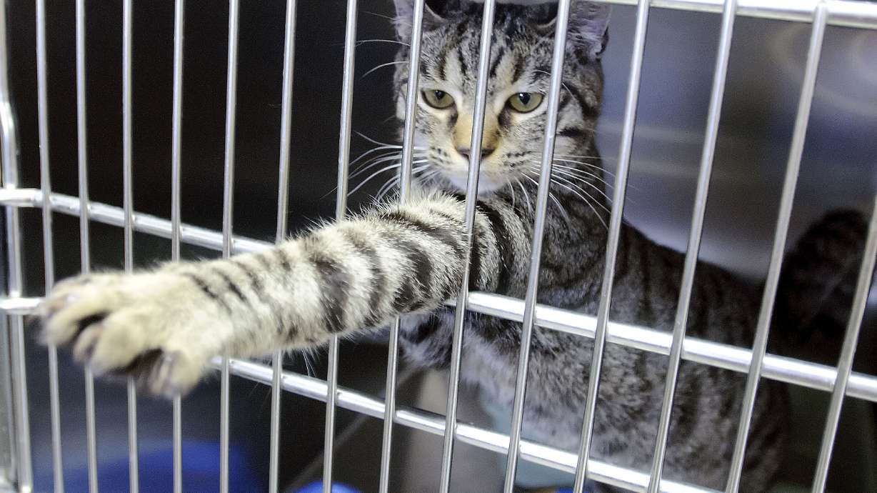 Animal-shelter rift has police keeping strays at station