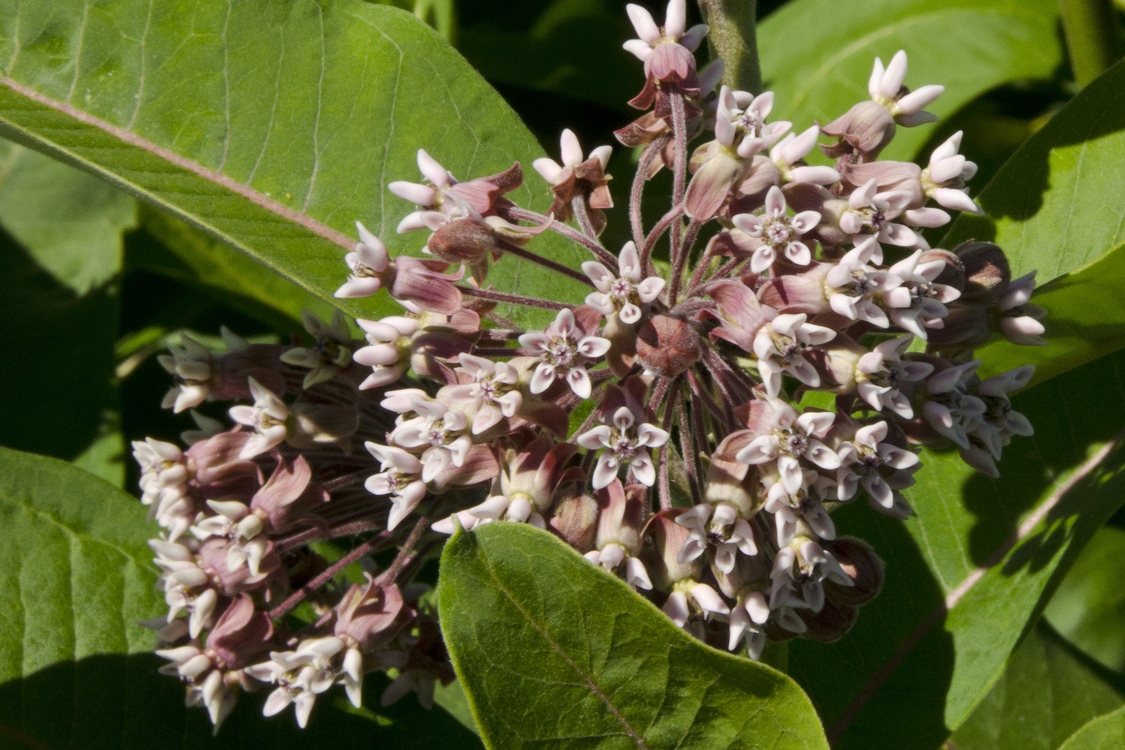 A makeover for milkweed, for the sake of butterflies