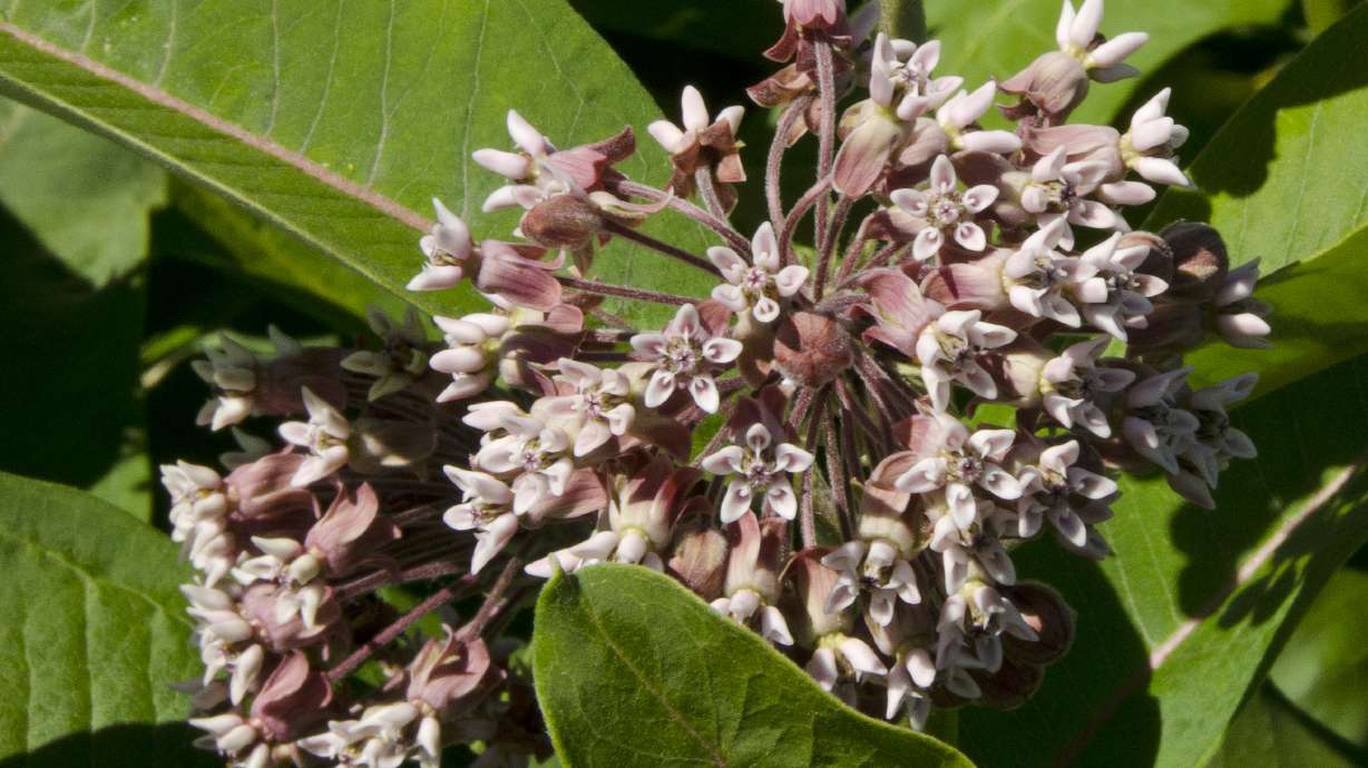 A makeover for milkweed, for the sake of butterflies