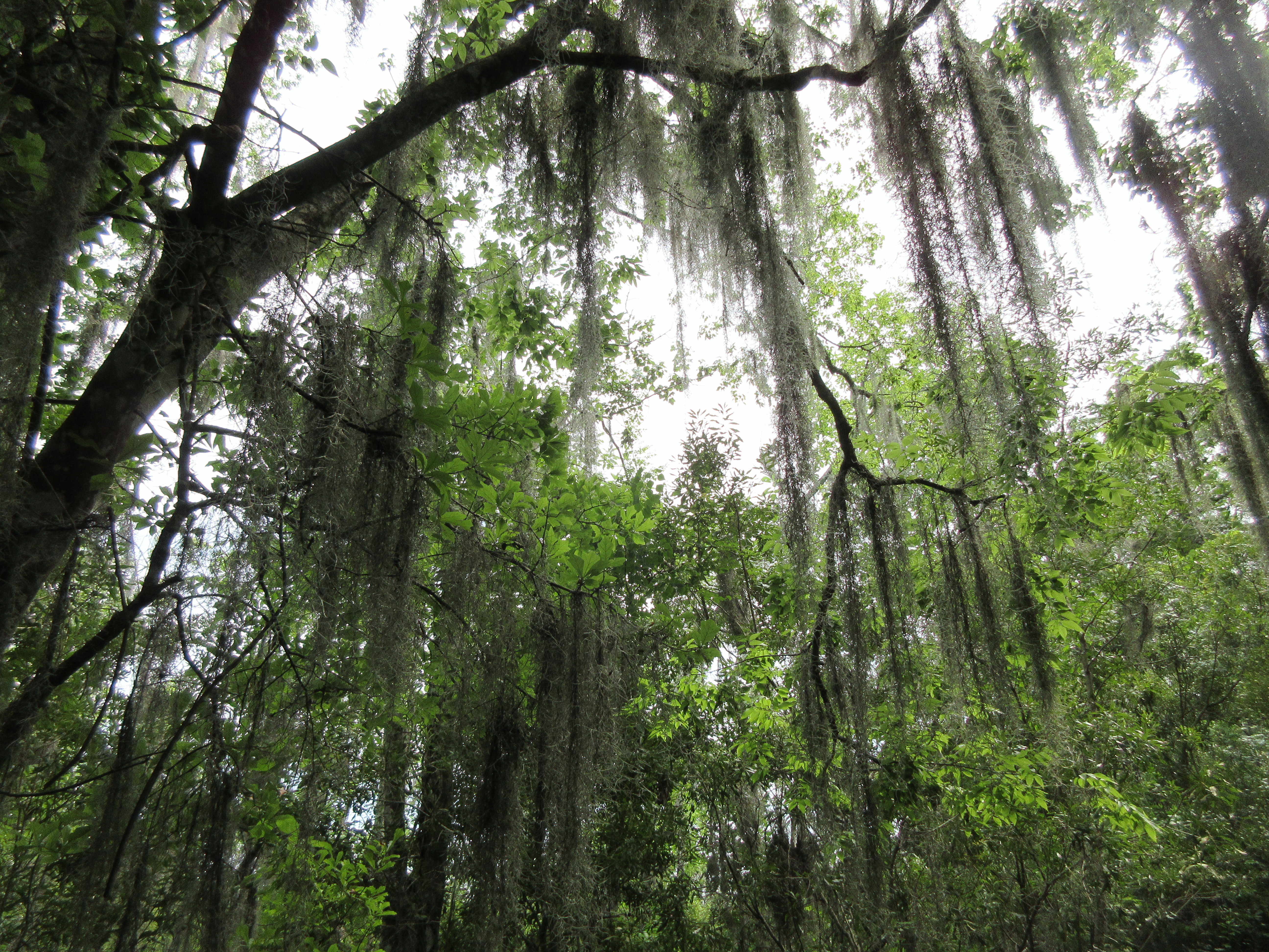 Frog symphony and ancient trees in a verdant Louisiana swamp