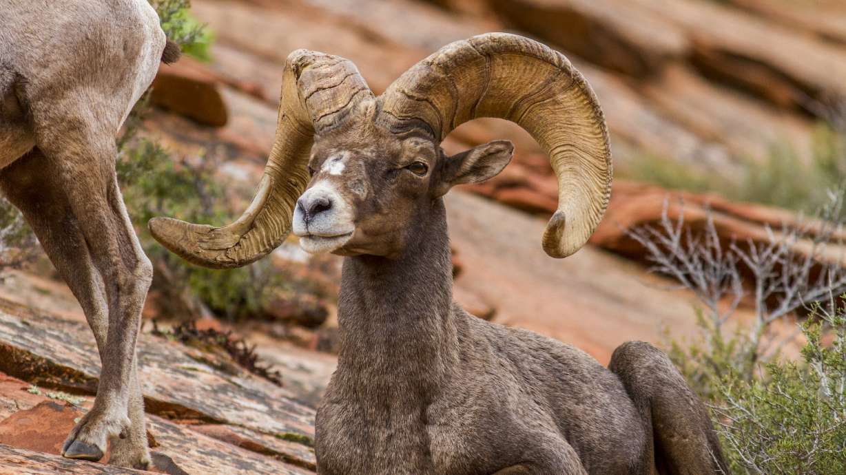 Where And When To See Wildlife In Utah KSL where-and-when-to-see-wildlife-in-utah-ksl