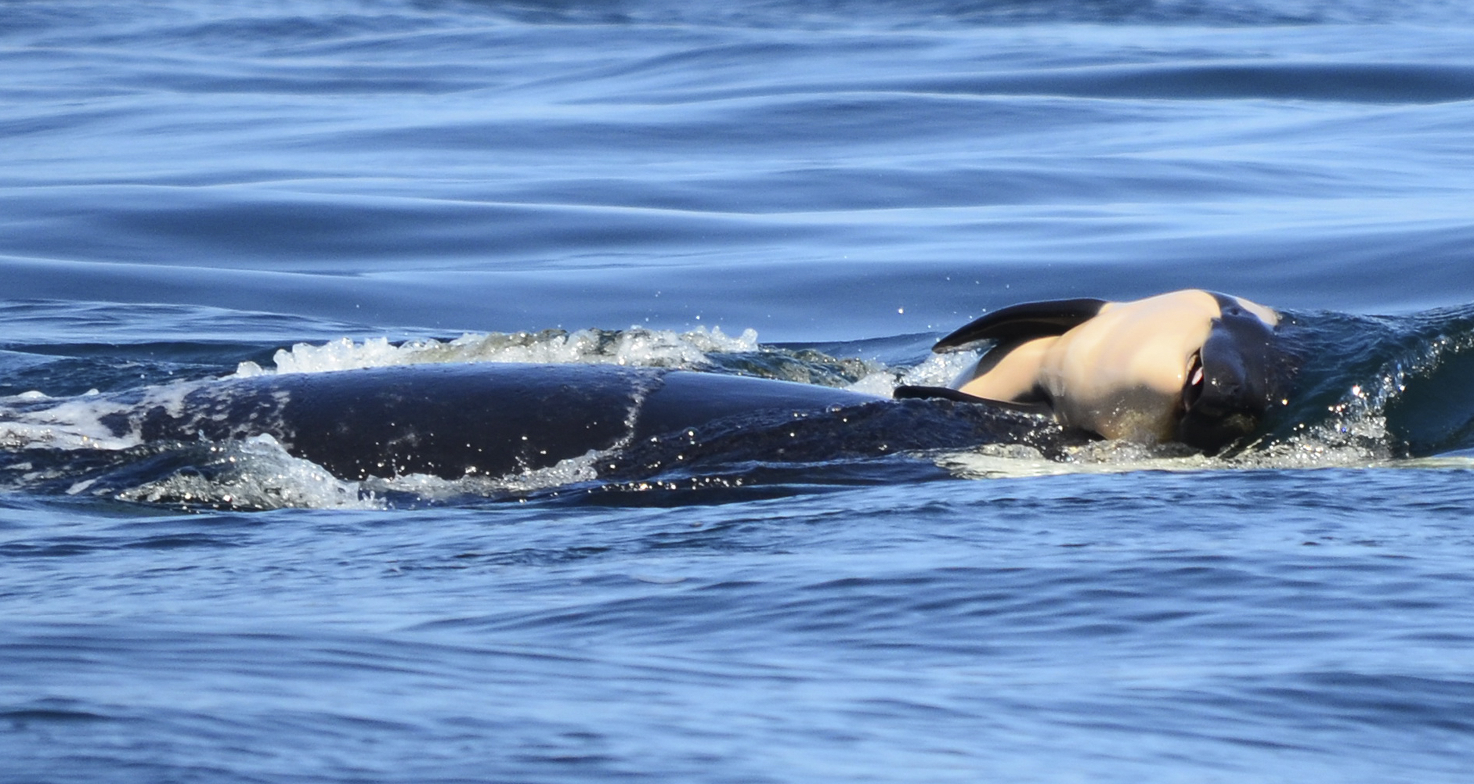 Grieving orca highlights plight of endangered whales