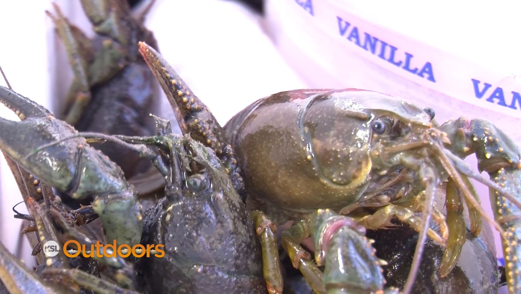 Fish Tech Fishing Tip: How to Catch Crayfish