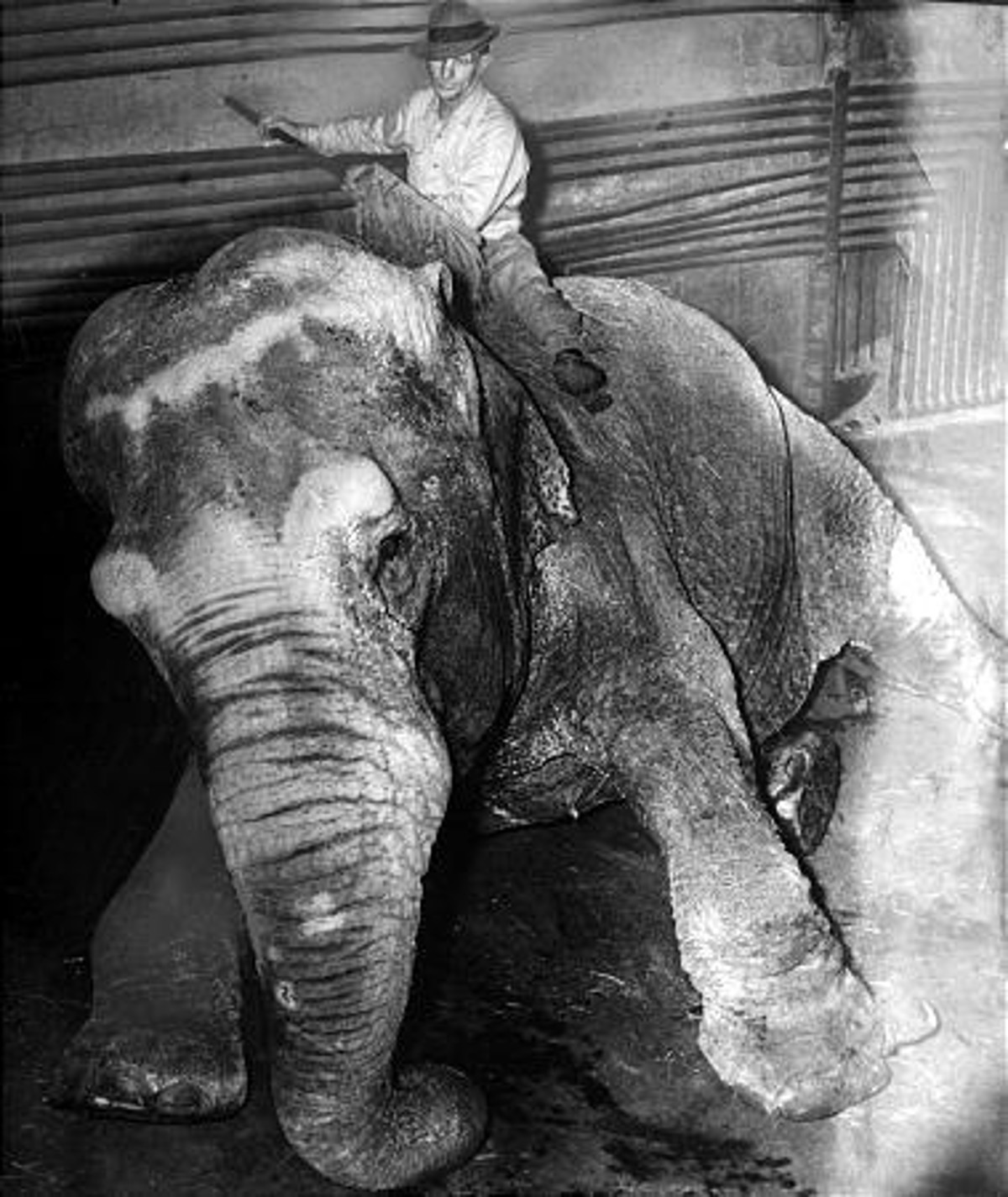 On Hogle Zoo's anniversary, 4 Utah zoo animals that made headlines