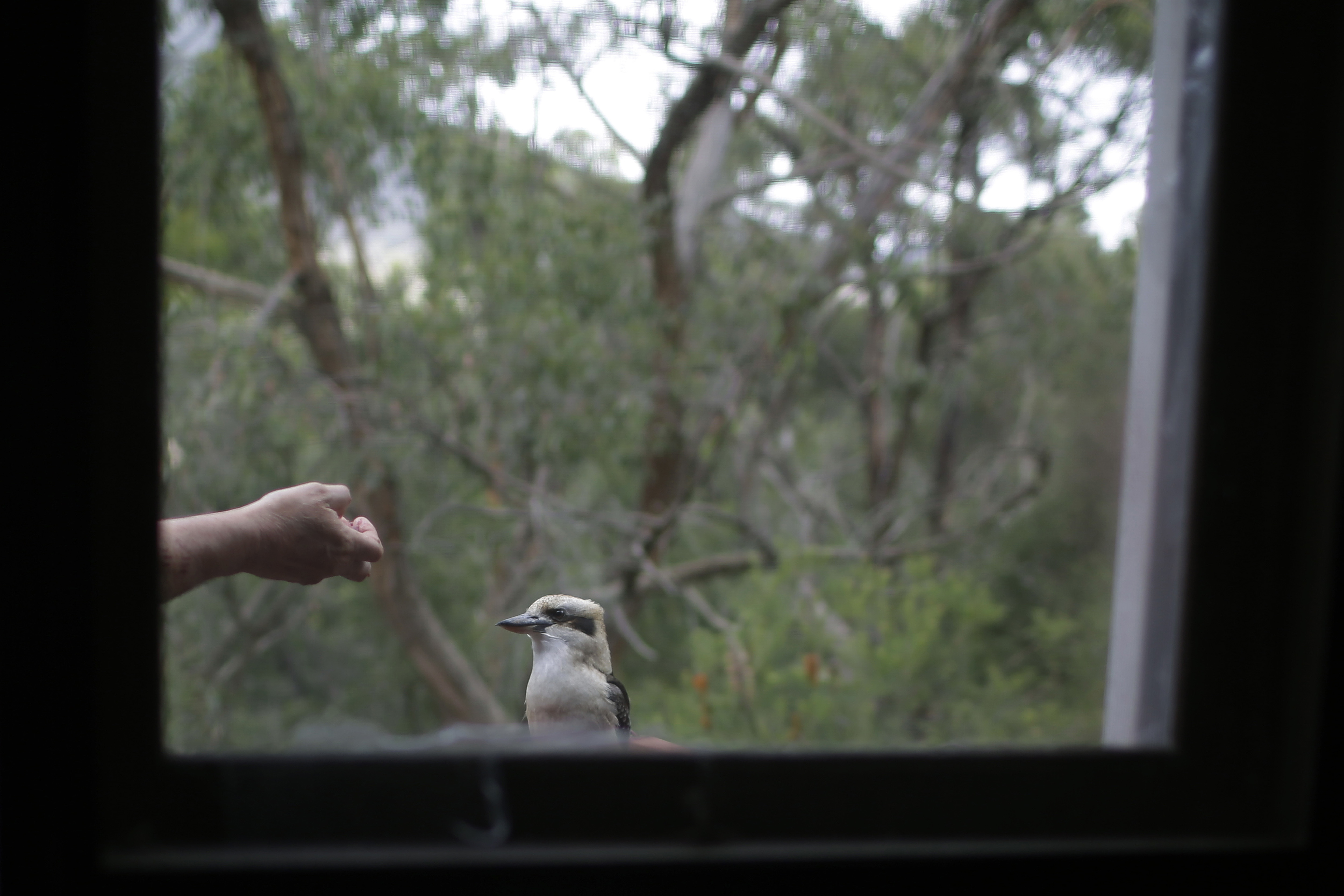 Law ending sperm donor secrecy helps Australian find her dad