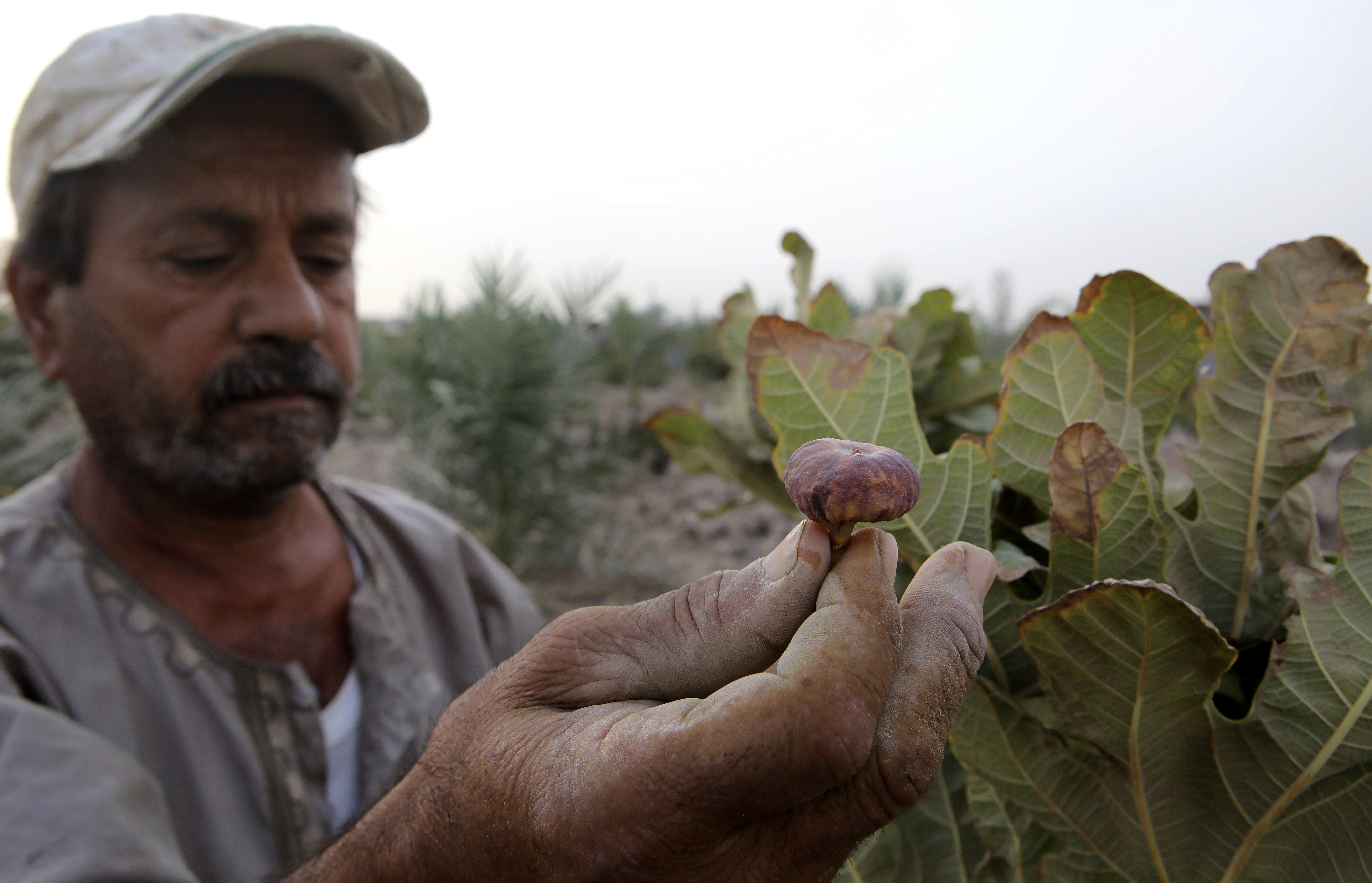 Water crisis salts the earth in Iraq's long-neglected south