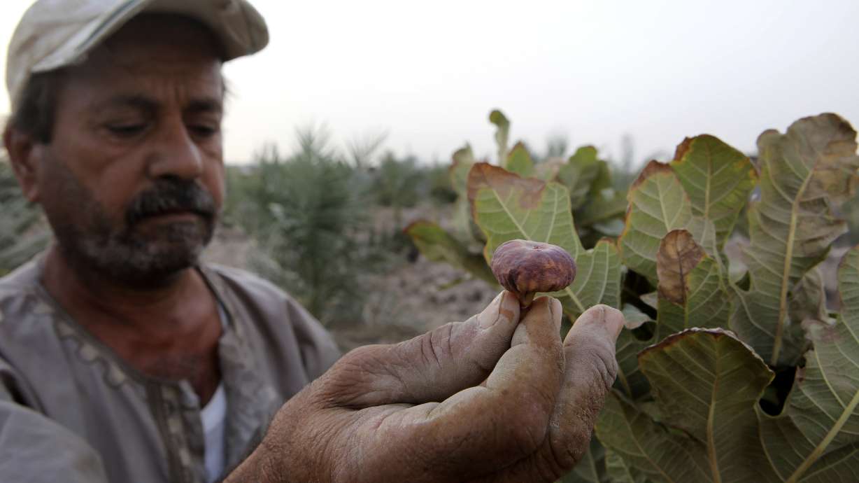 Water crisis salts the earth in Iraq's long-neglected south