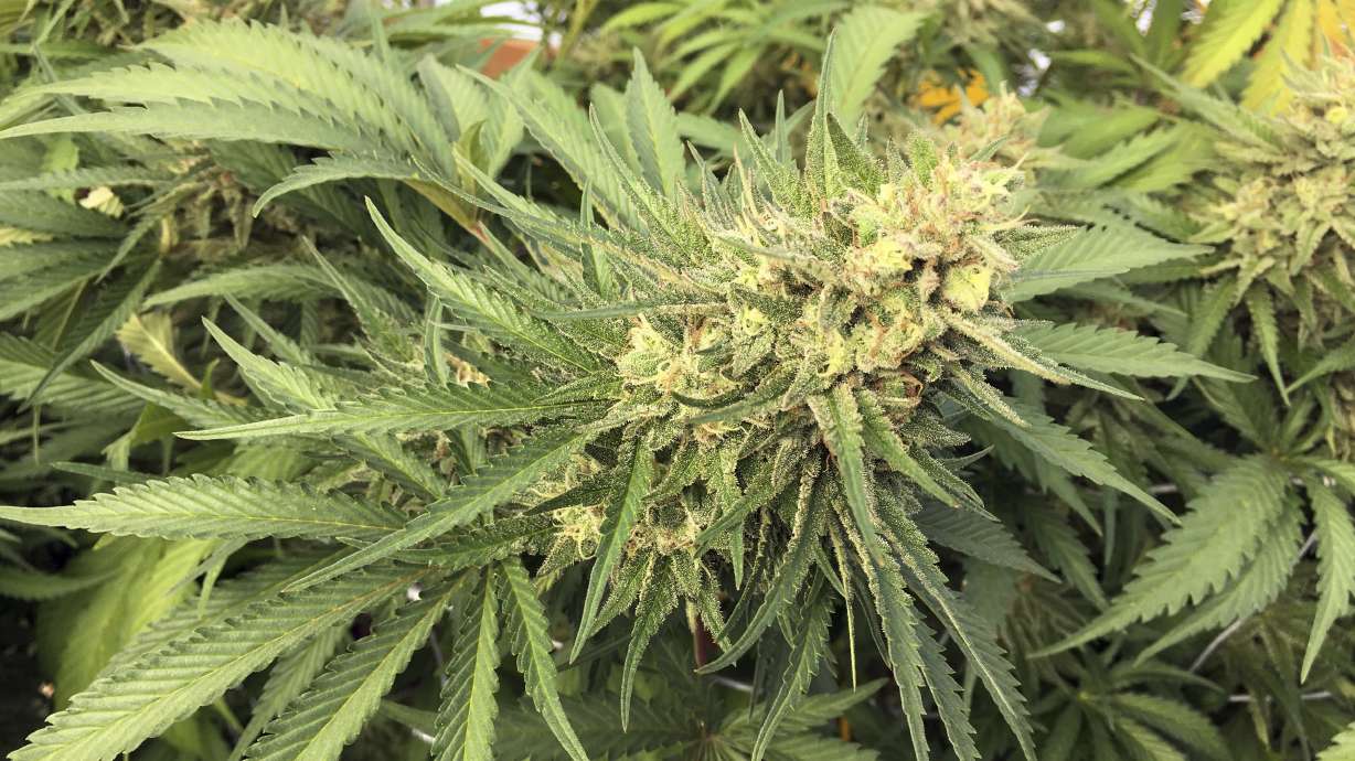 Reports: Oregon has pot oversupply, Colorado hits the mark