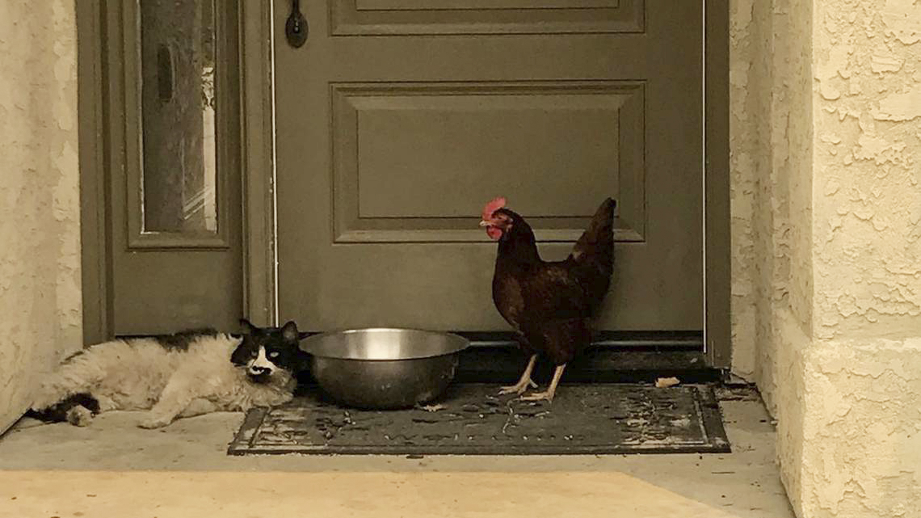 Feline and hen become fast fire friends