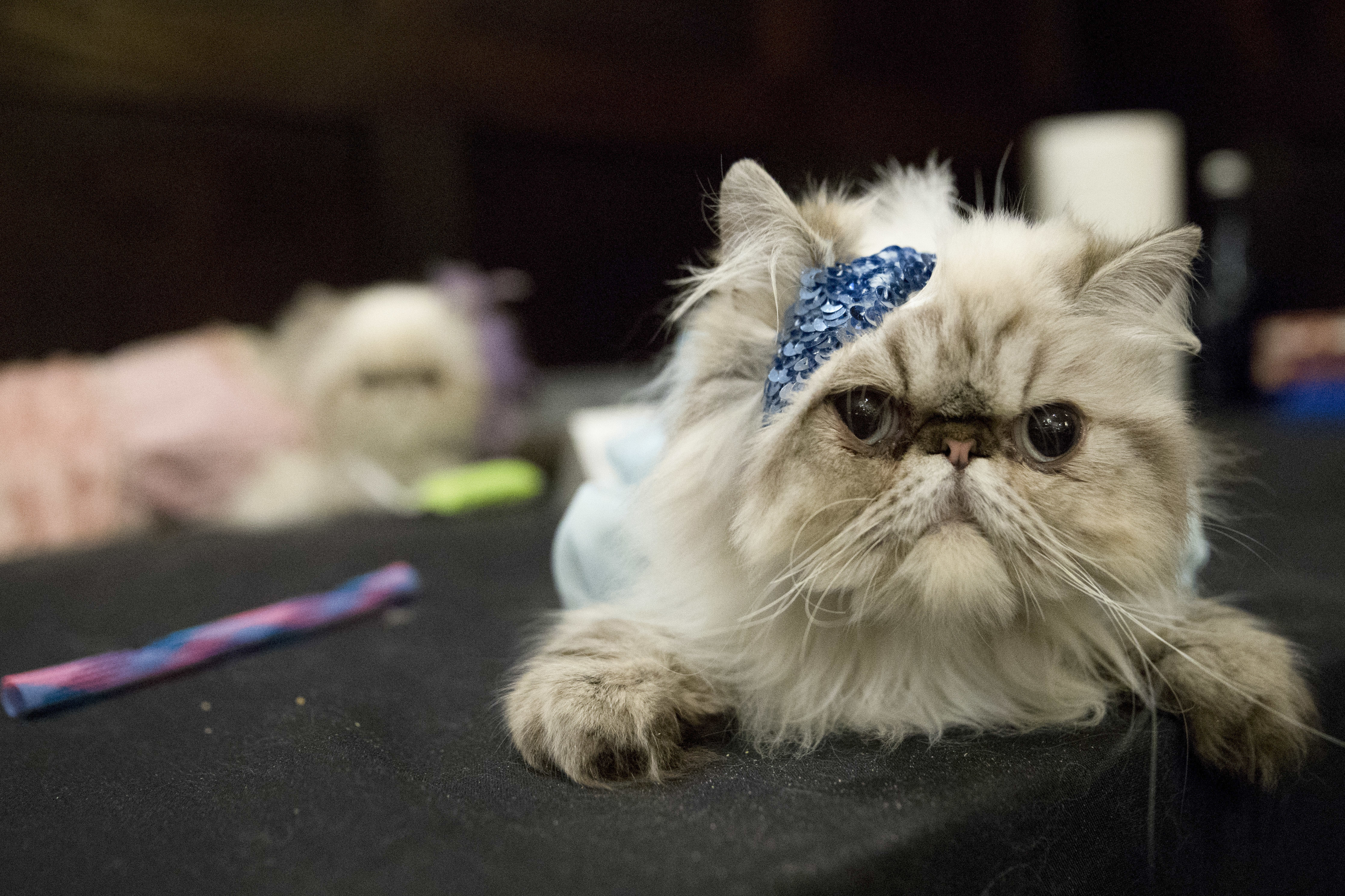 The Algonquin Hotel throws a 'purrty,' feline fashion show