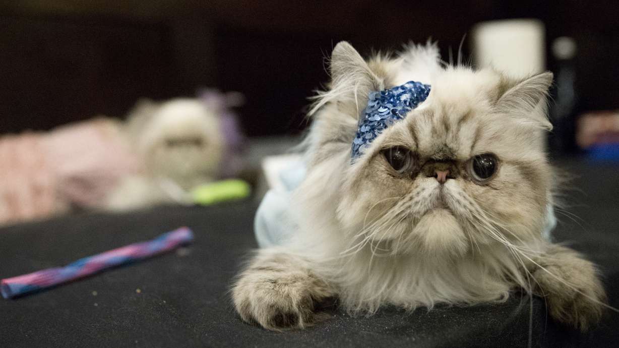 The Algonquin Hotel throws a 'purrty,' feline fashion show