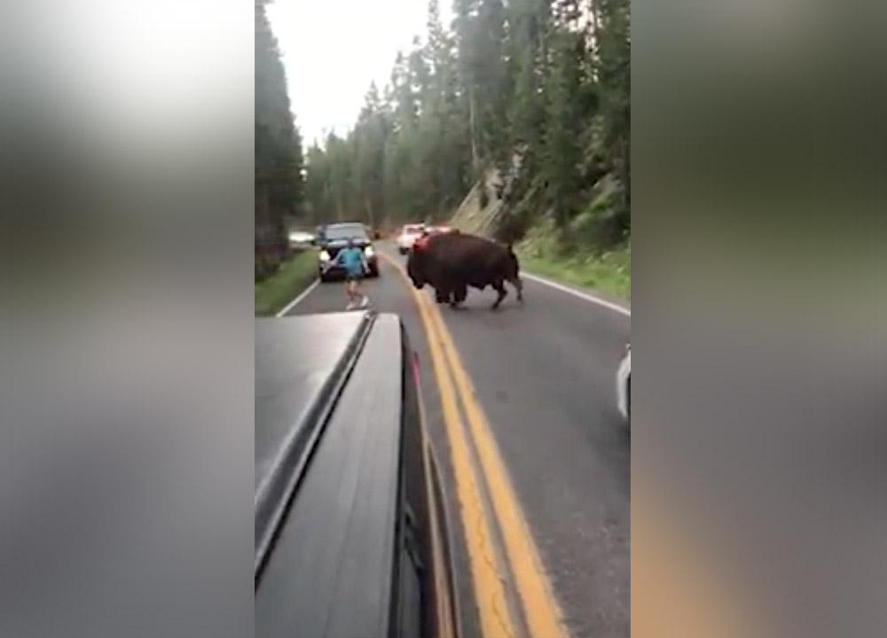 An Oregon man who officials say was caught on camera harassing a bison in Yellowstone National Park was arrested Aug. 2, 2018.