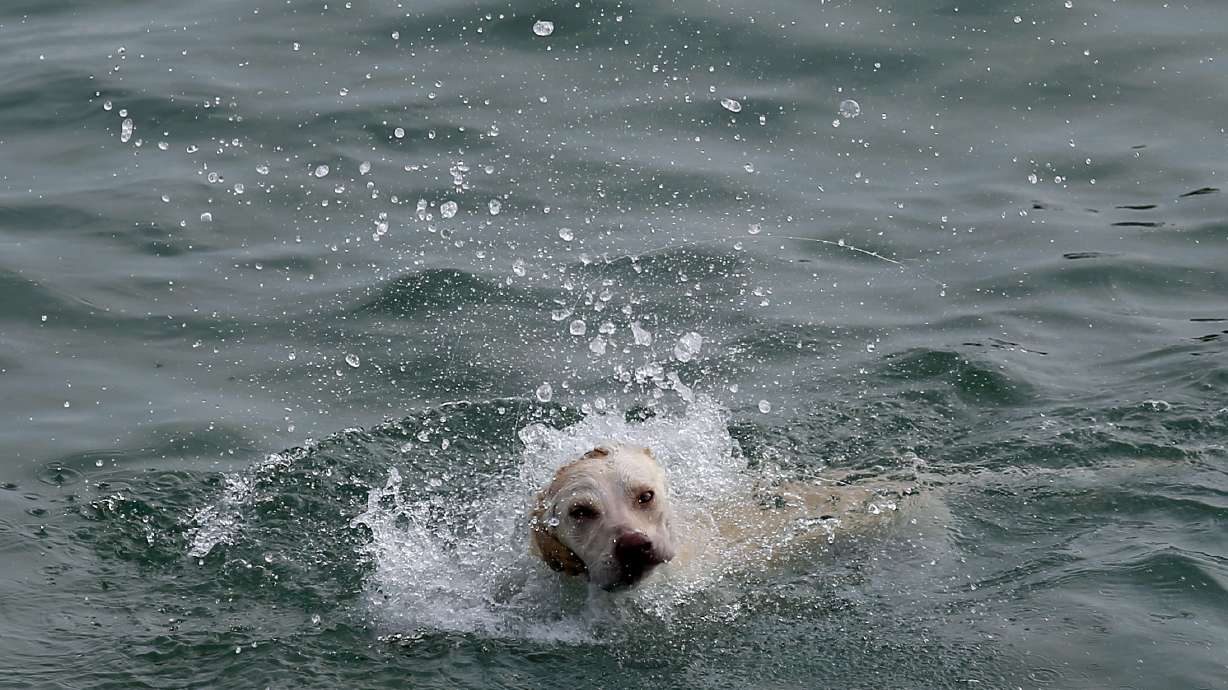 The Latest: French minister: Nation is adapting to high heat