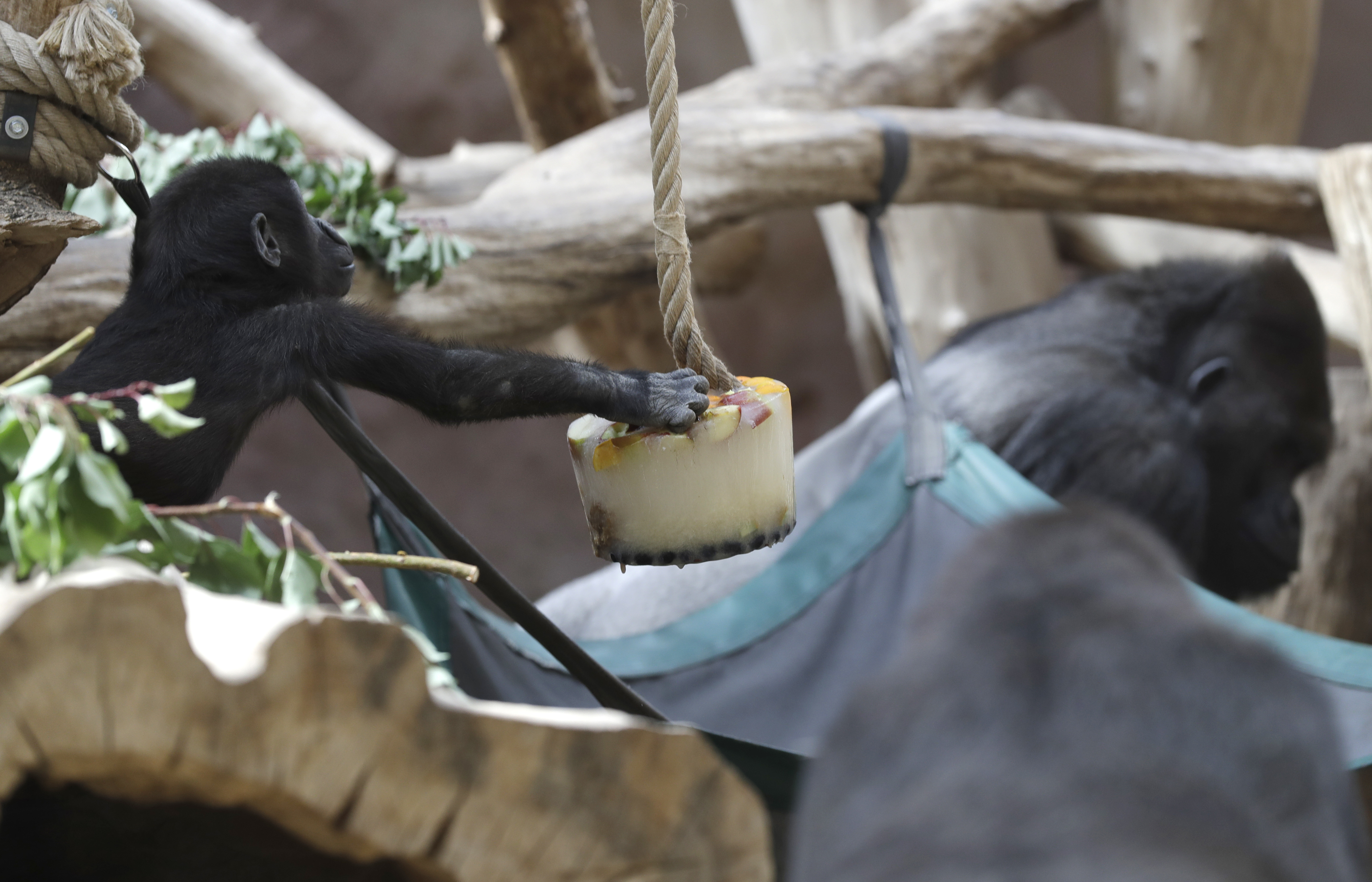 Gorillas at Prague zoo cool down with sorbet amid heat wave