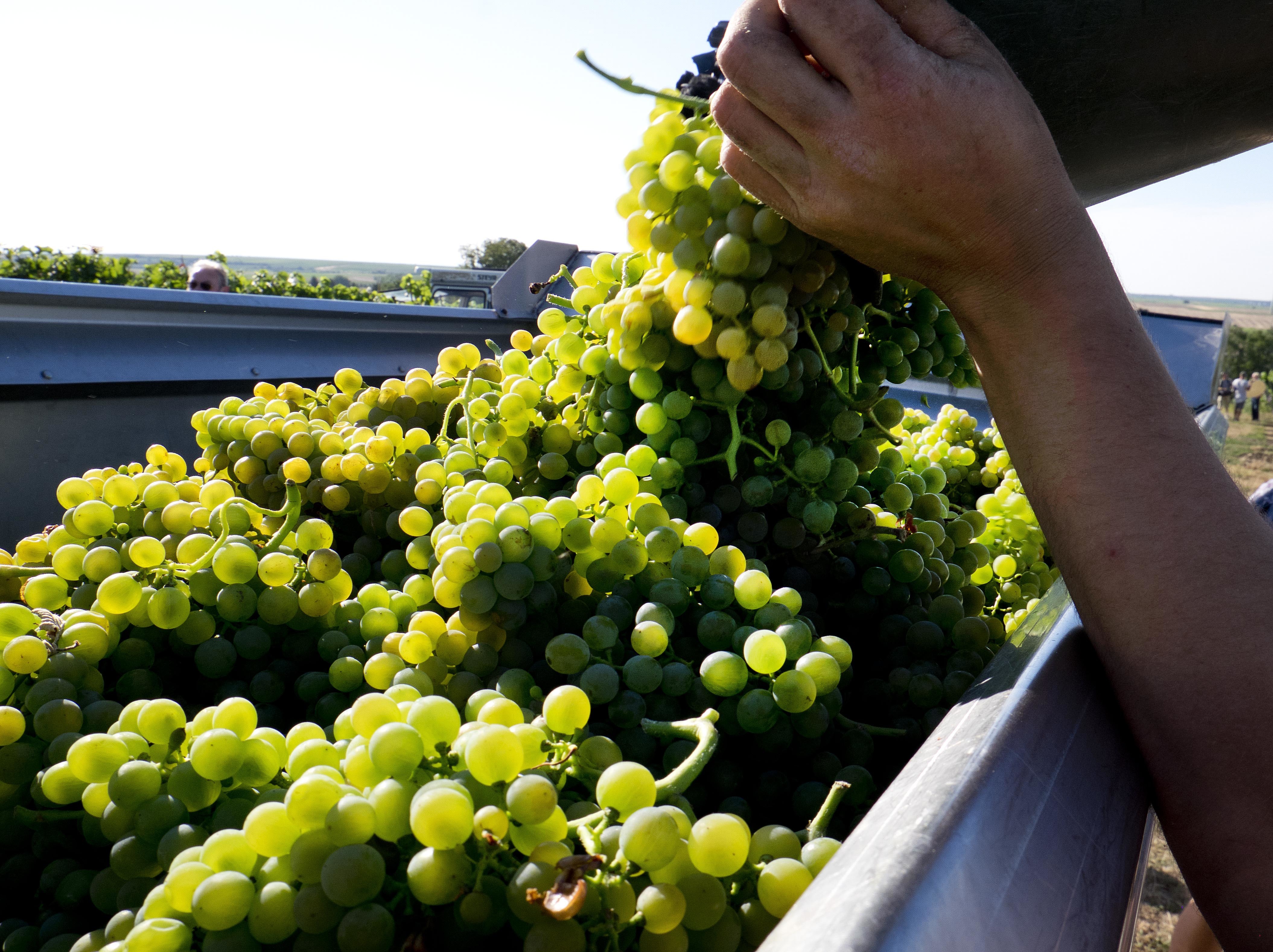 Germany launches earliest grape harvest yet amid heat wave