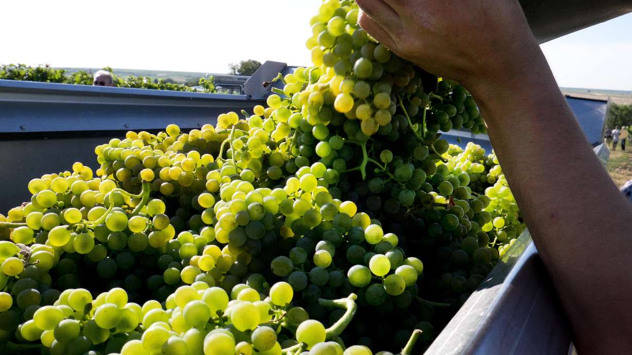 Germany launches earliest grape harvest yet amid heat wave