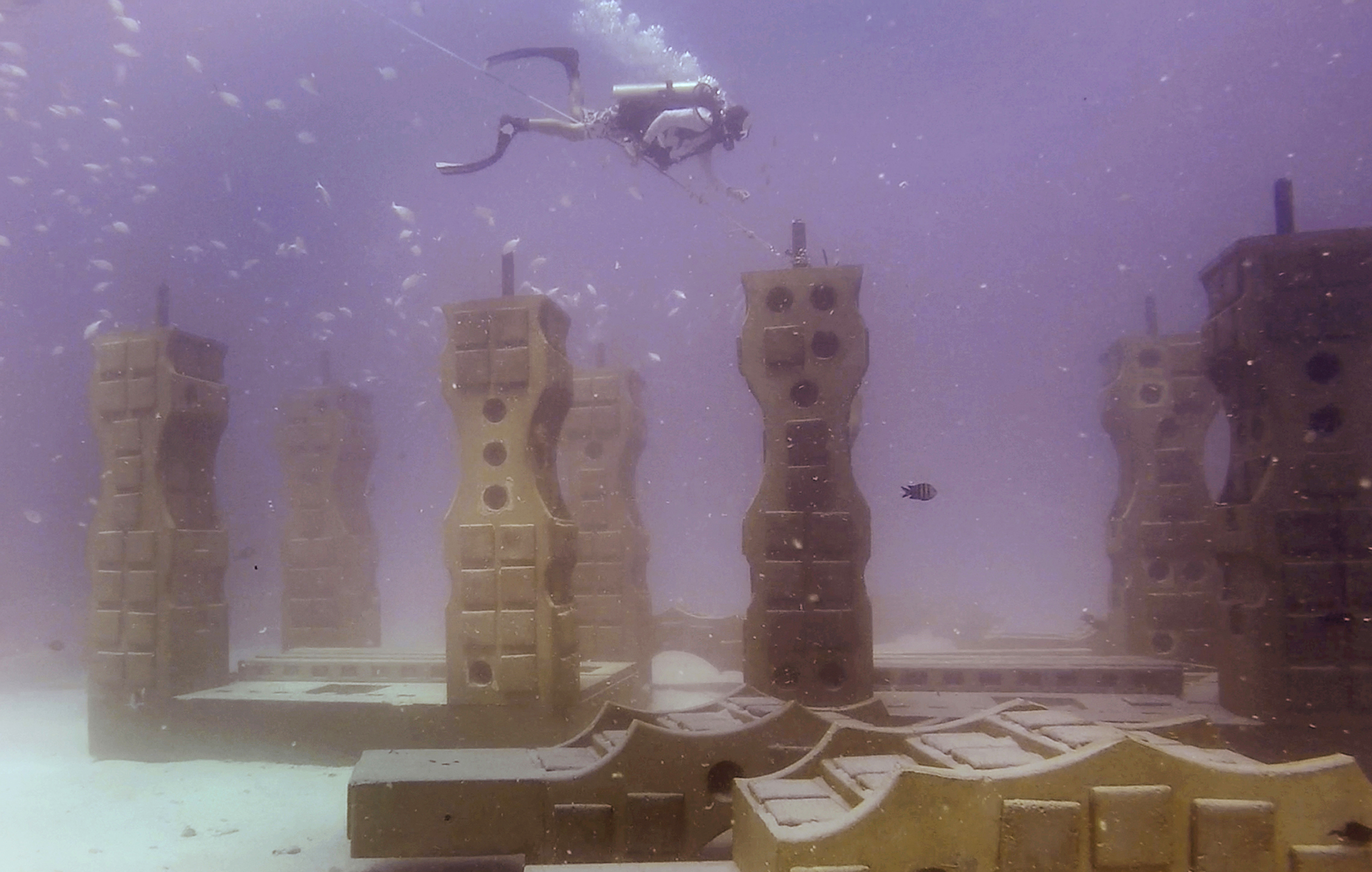 A coral reef cemetery is home to life in the afterlife