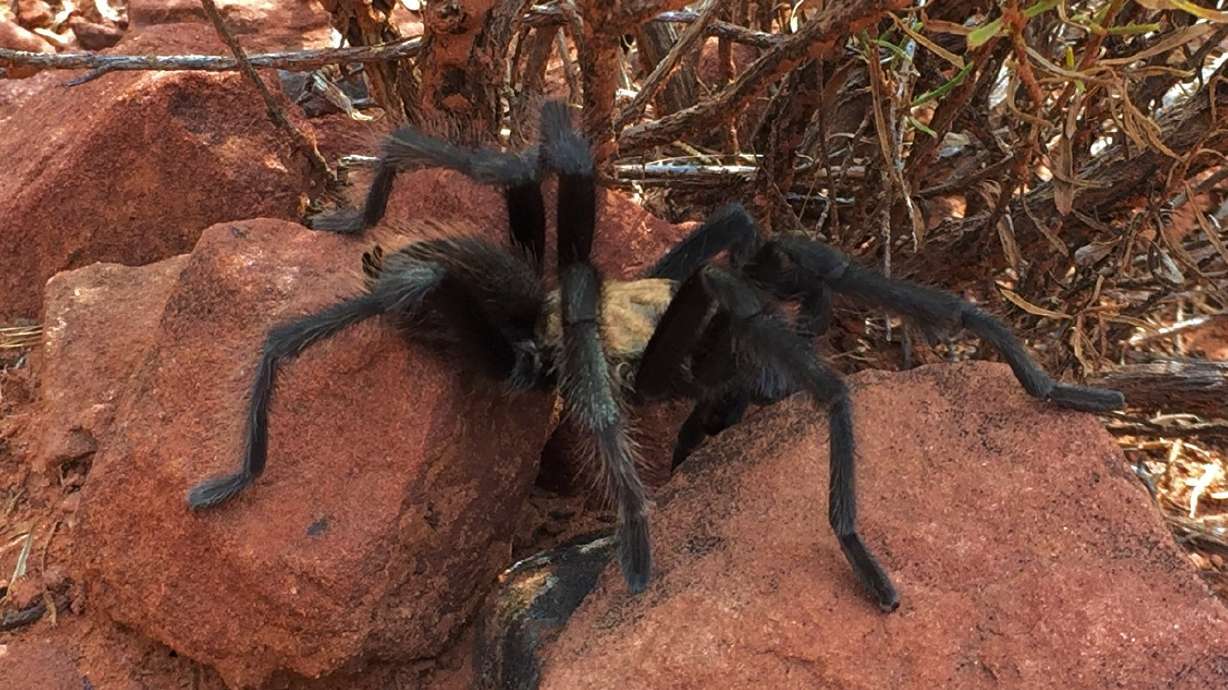 Visiting Zion? Be on the lookout for lovelorn tarantulas