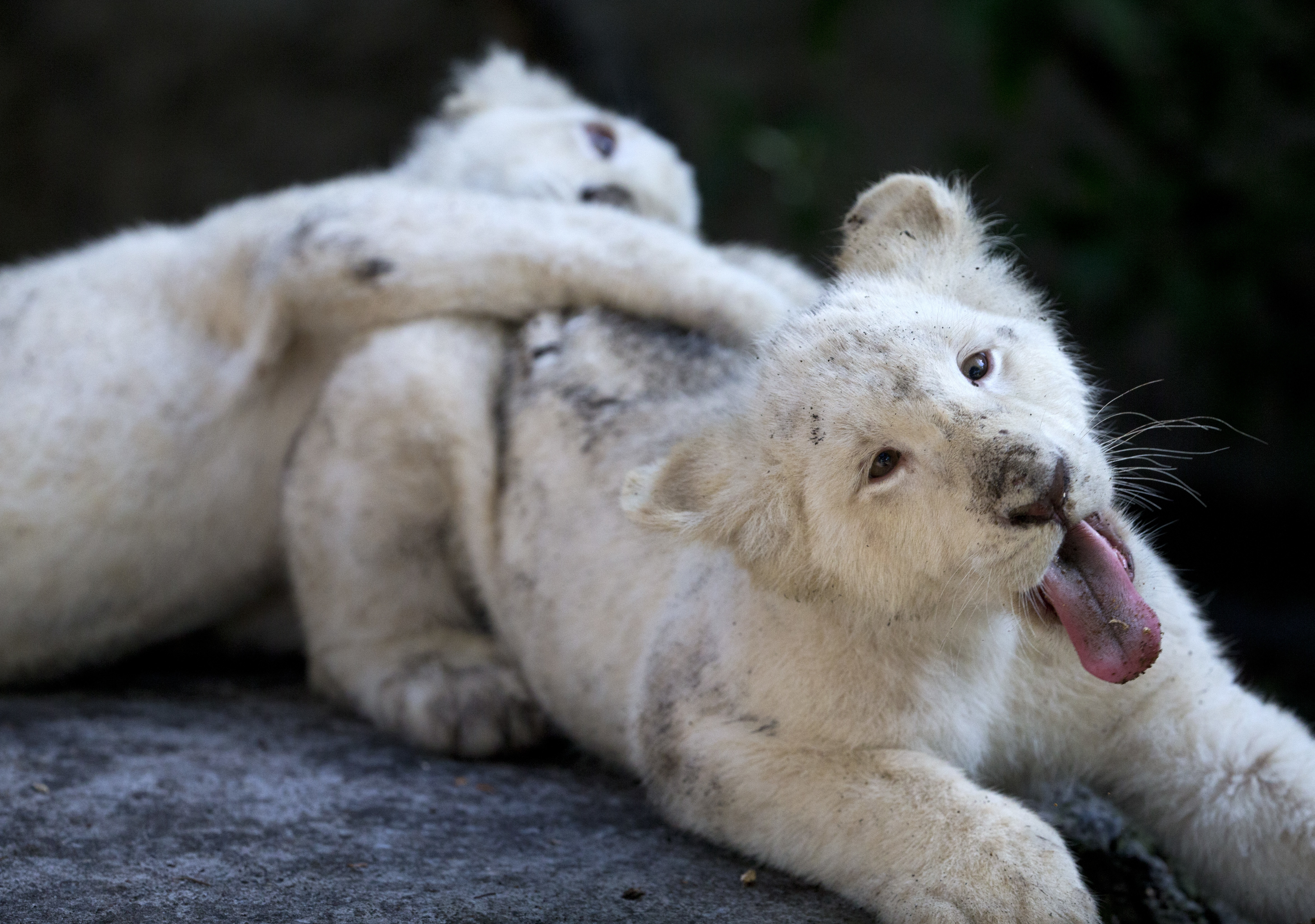 2 rare white lion cubs newly on display at Mexican zoo