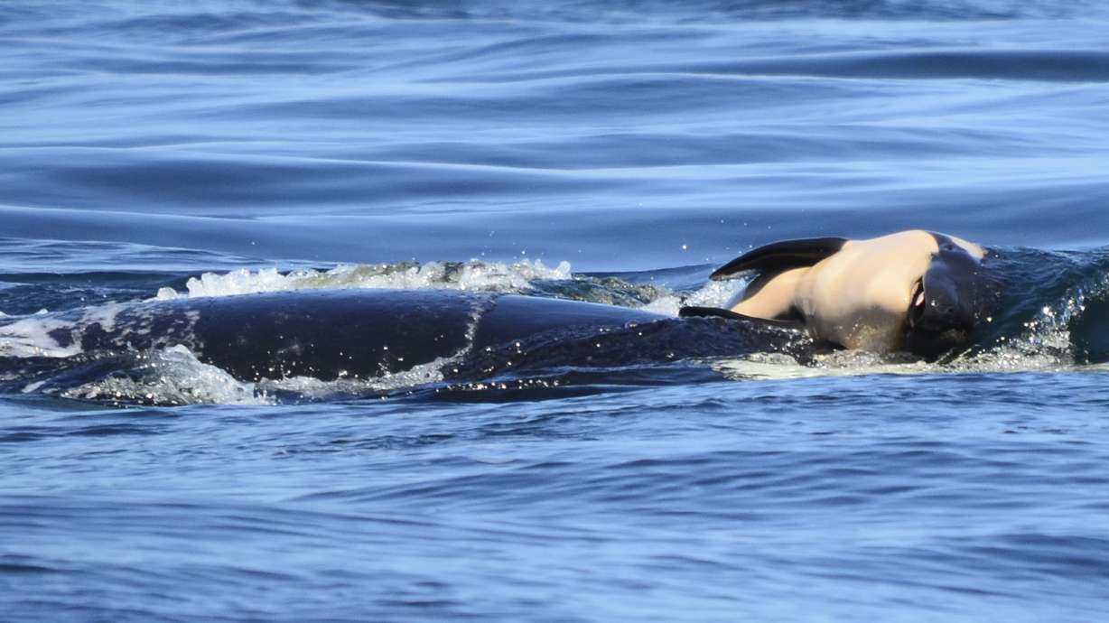 Grieving orca still swimming with her dead calf in Northwest