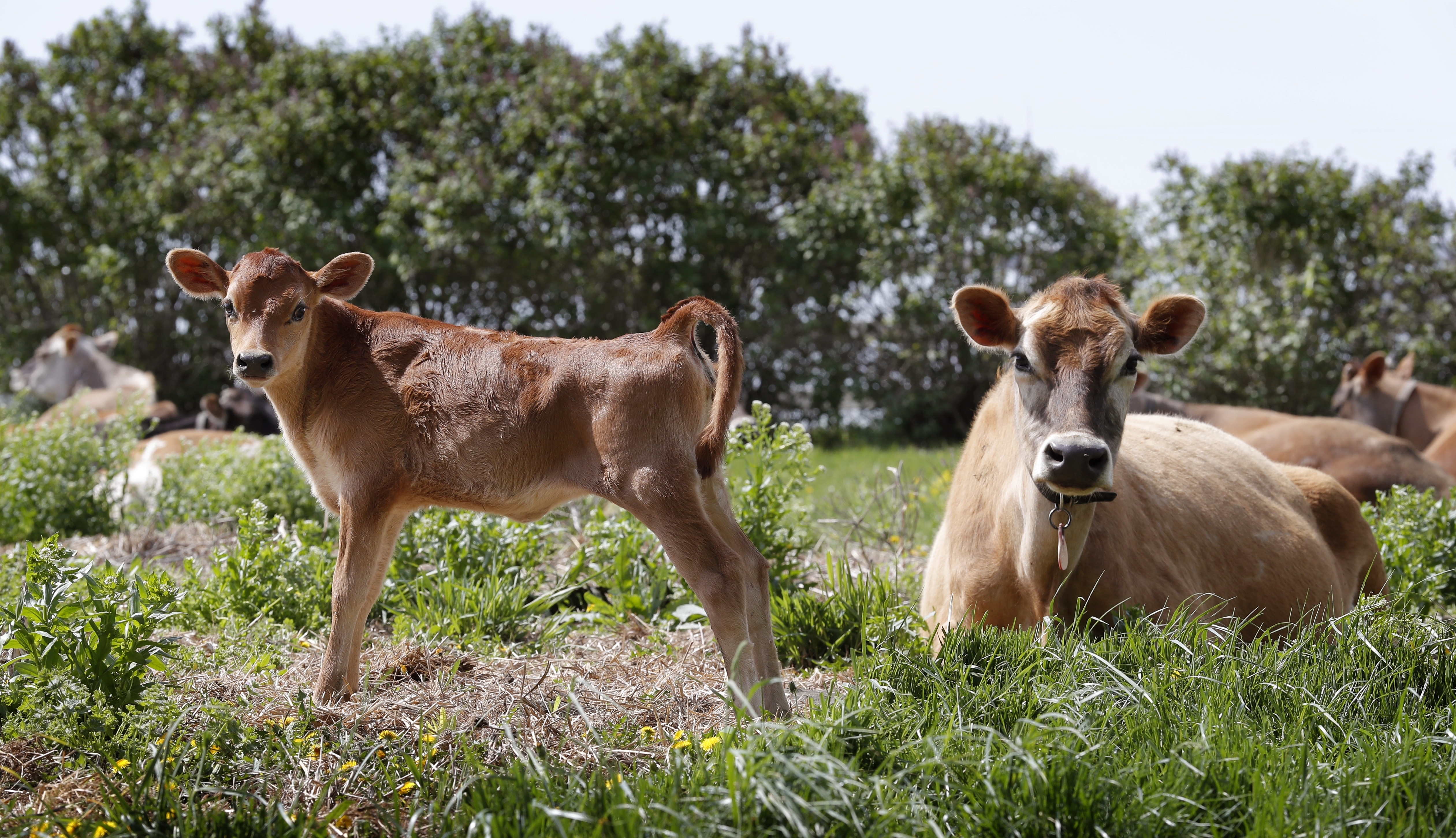 Organic dairy farmers vow to compete in changing industry