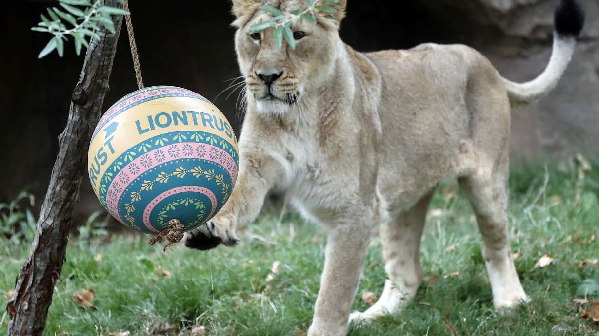 Lions at London Zoo celebrate World Lion Day in style