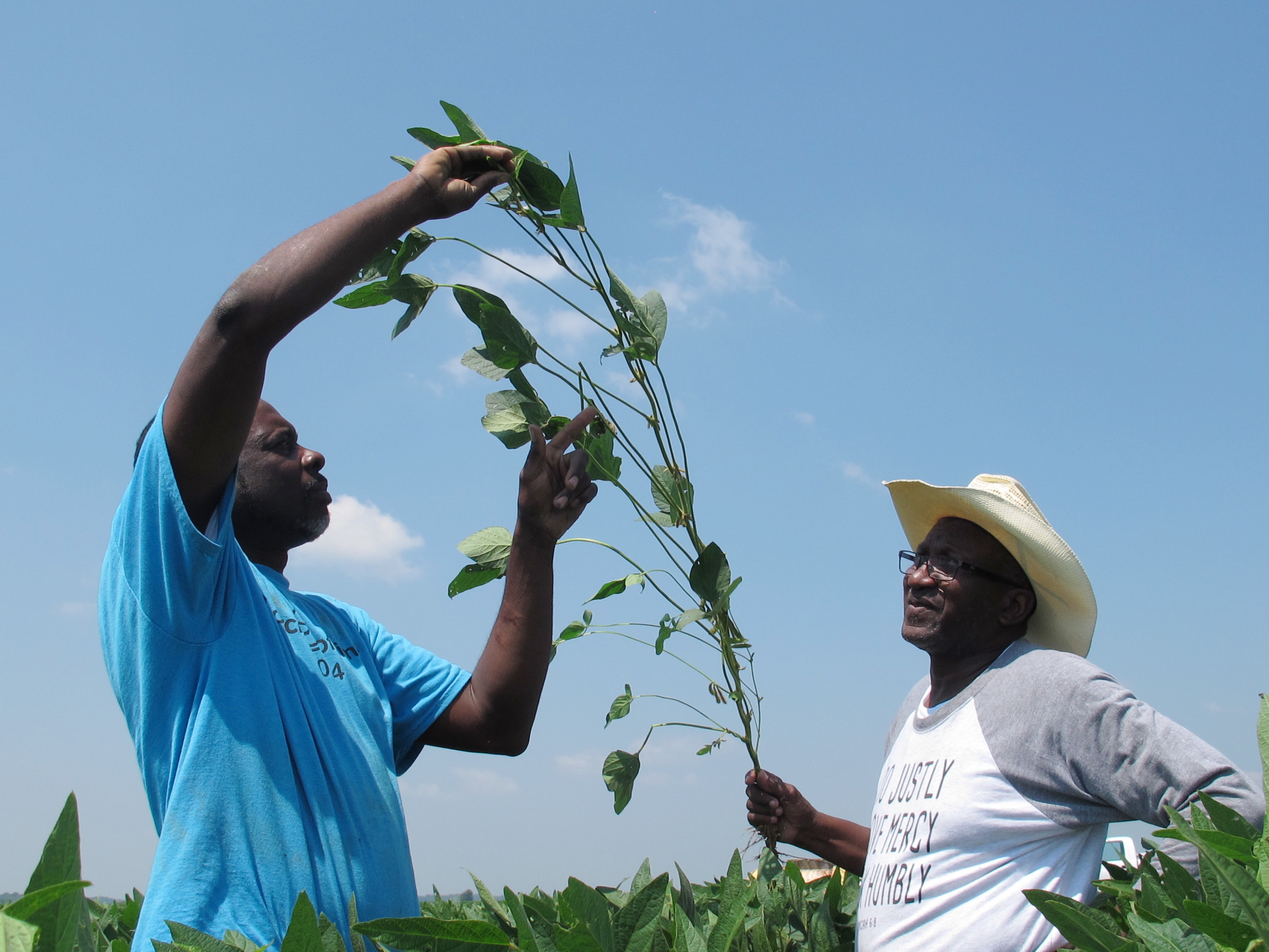 Black soybean farmers claim they were sold faulty seeds
