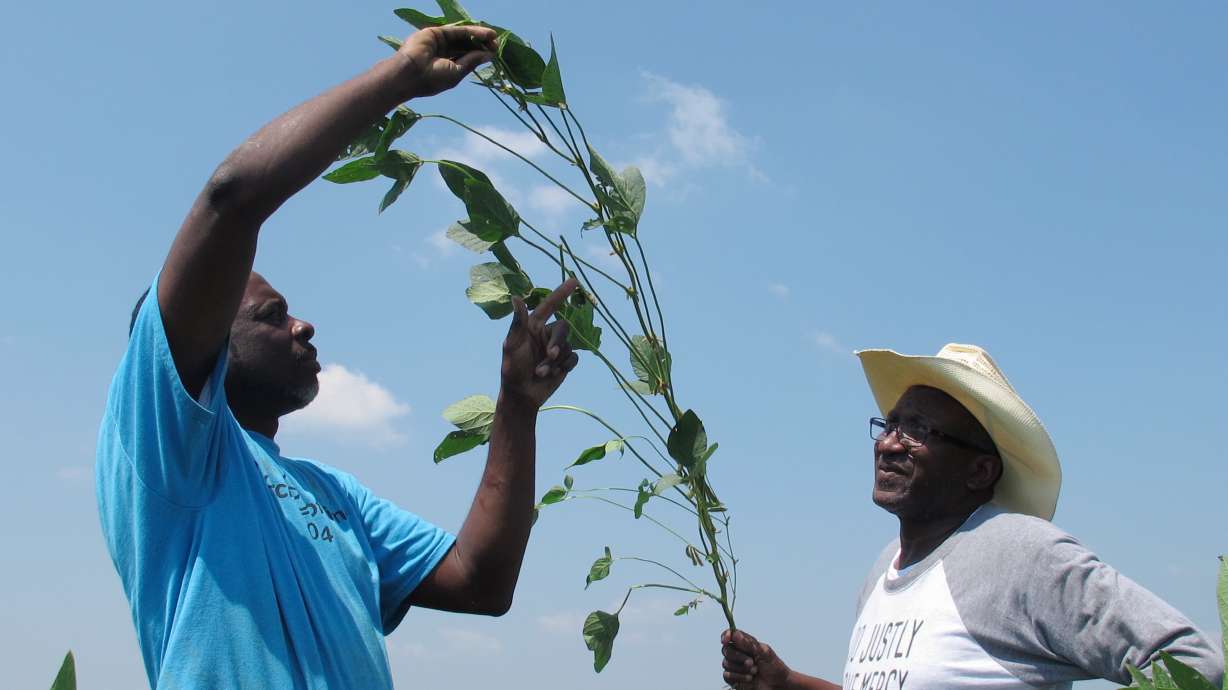Black soybean farmers claim they were sold faulty seeds
