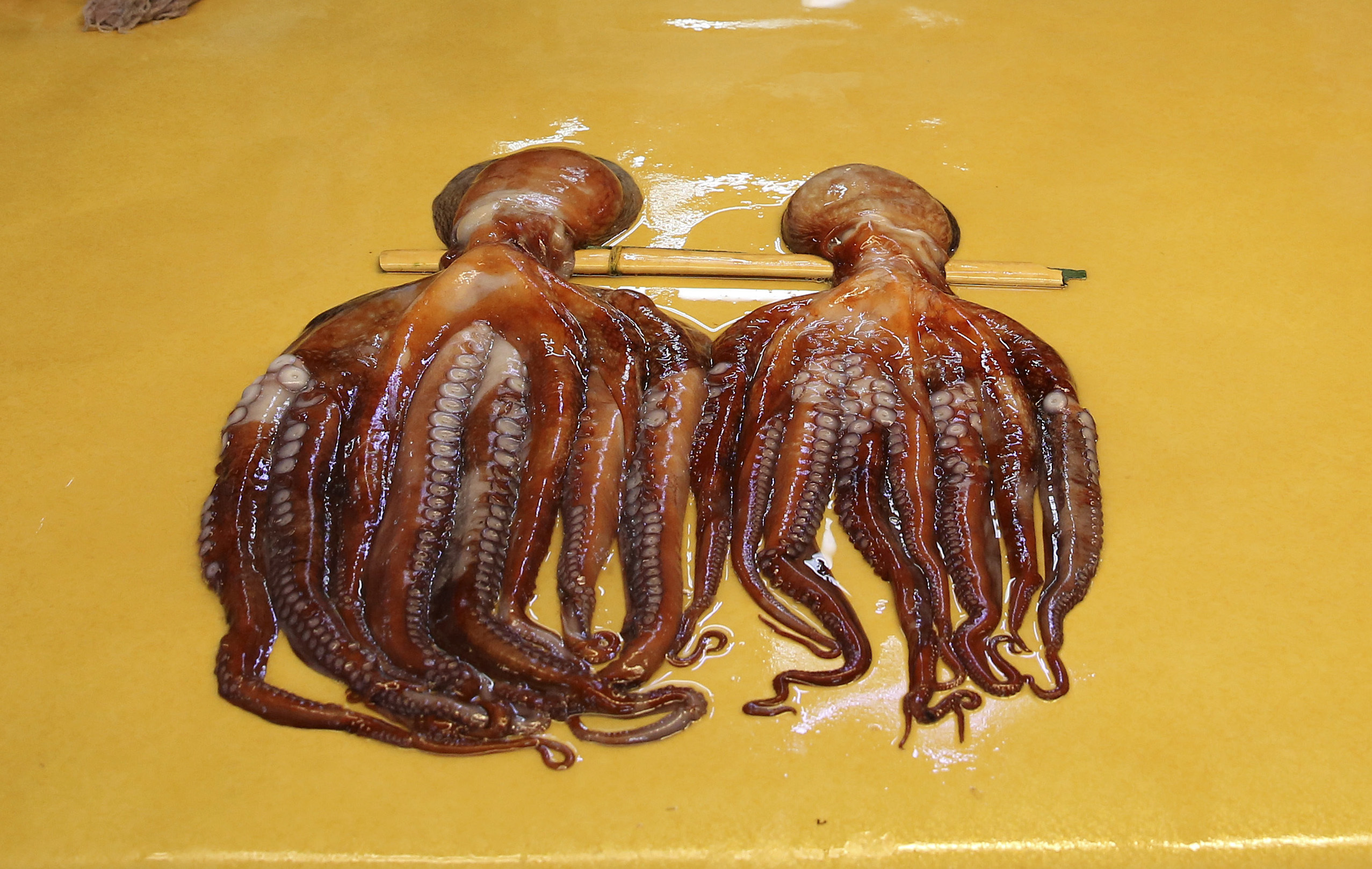 A sticky problem: boom in taste for octopus squeezes market