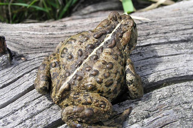 Photo: USFWS Mountain-Prairie, Flickr