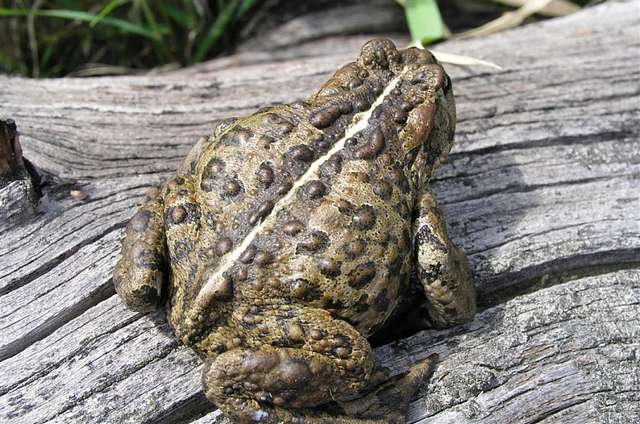 Photo: USFWS Mountain-Prairie, Flickr