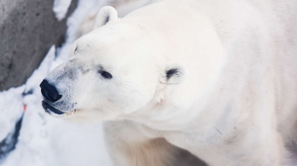 Meet the 6 animals the Hogle Zoo wants to save
