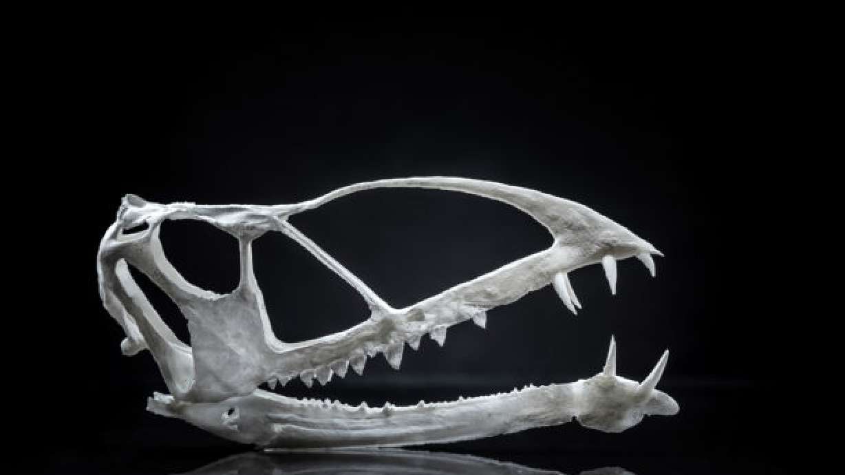 BYU professor discovers rare pterosaur in Utah