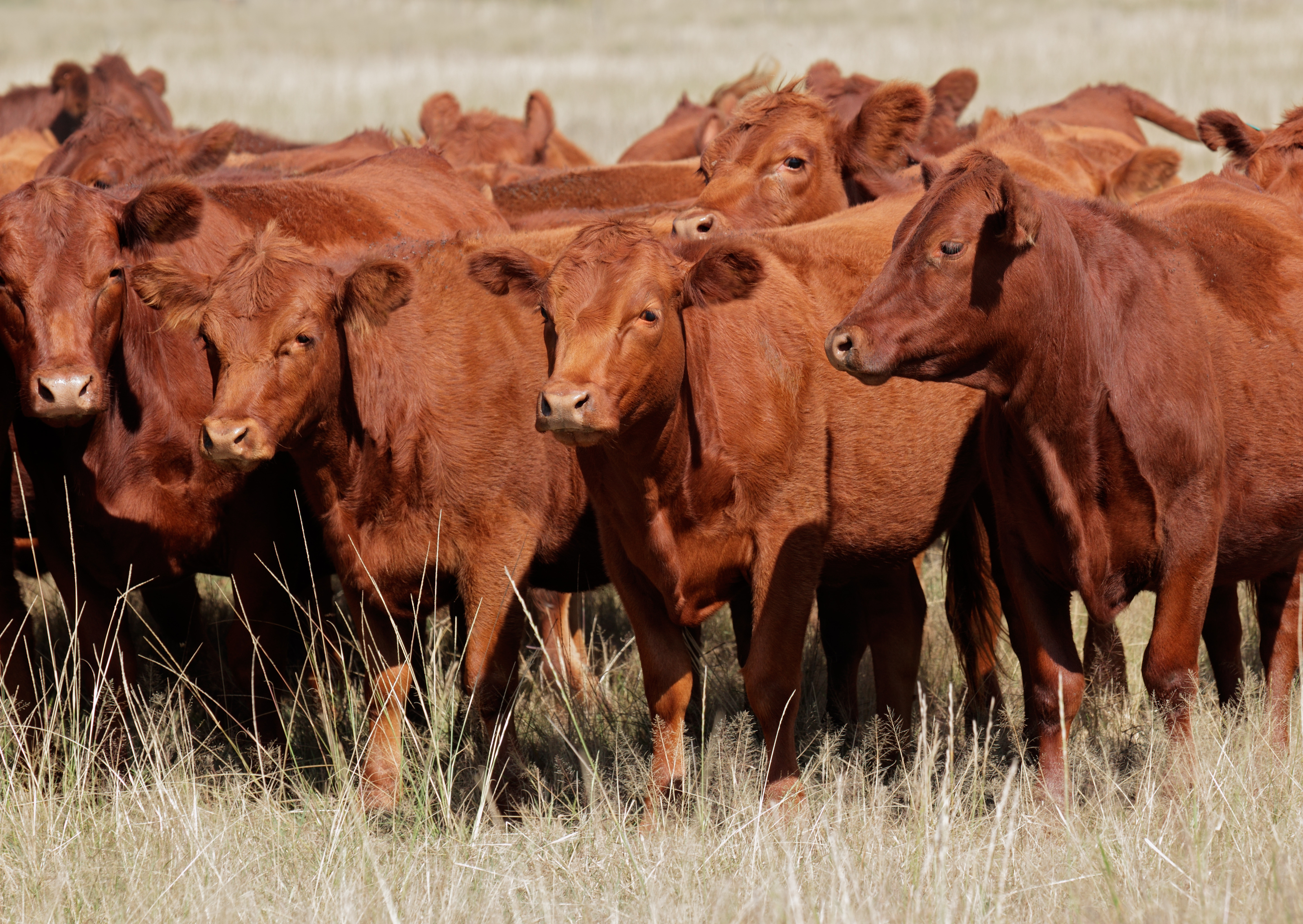 Cattle in Logan Canyon to slow traffic for 2 days