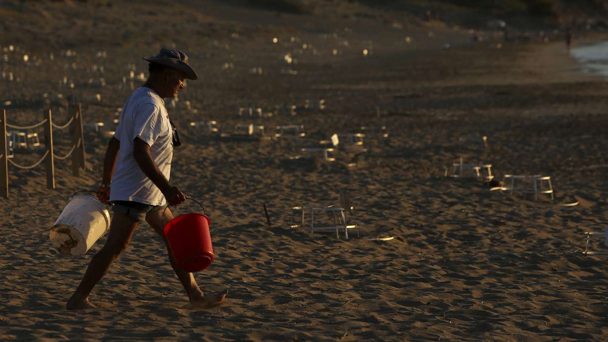 Endangered Green, Loggerhead turtles make comeback in Cyprus